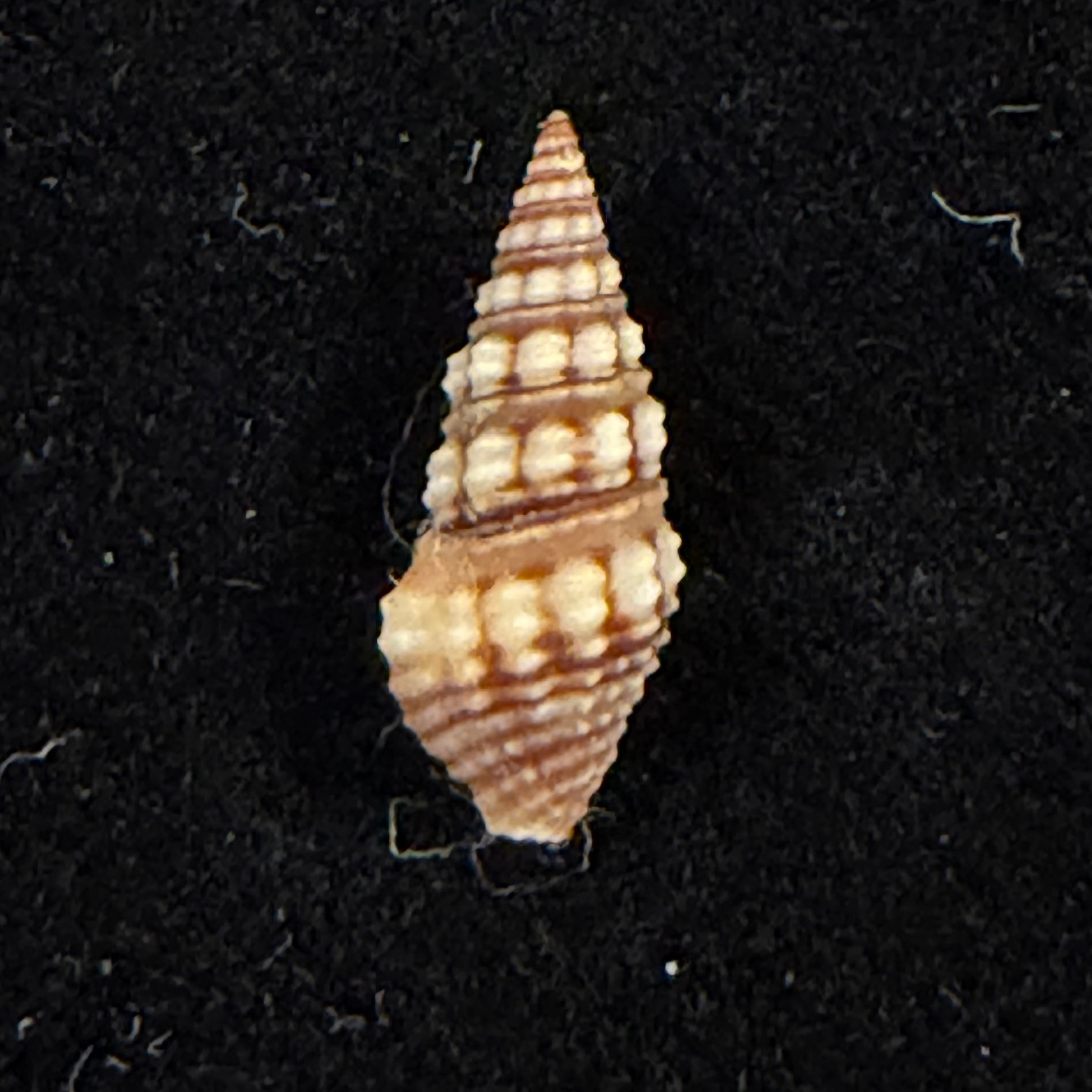 Pilsbryspira leucocyma (Dall, 1884) - 14,5mm