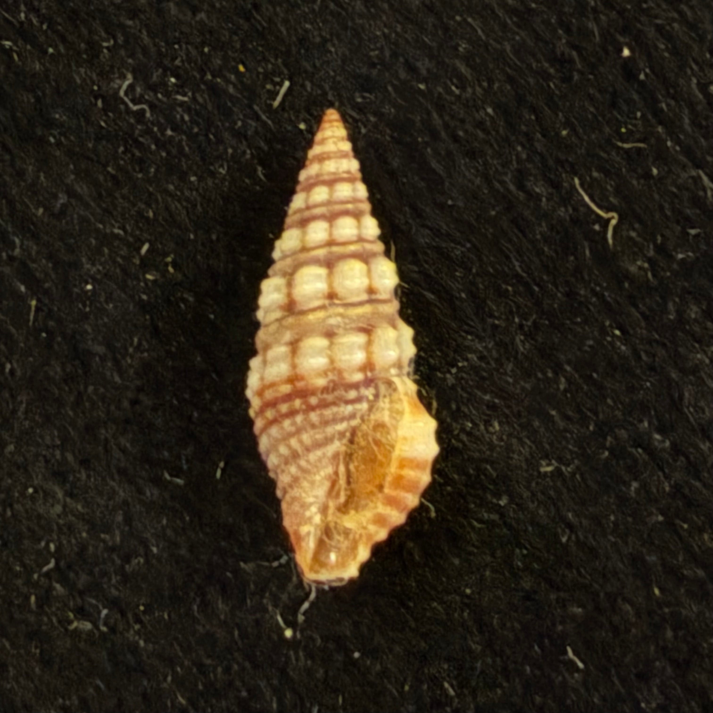 Pilsbryspira leucocyma (Dall, 1884) - 14,5mm
