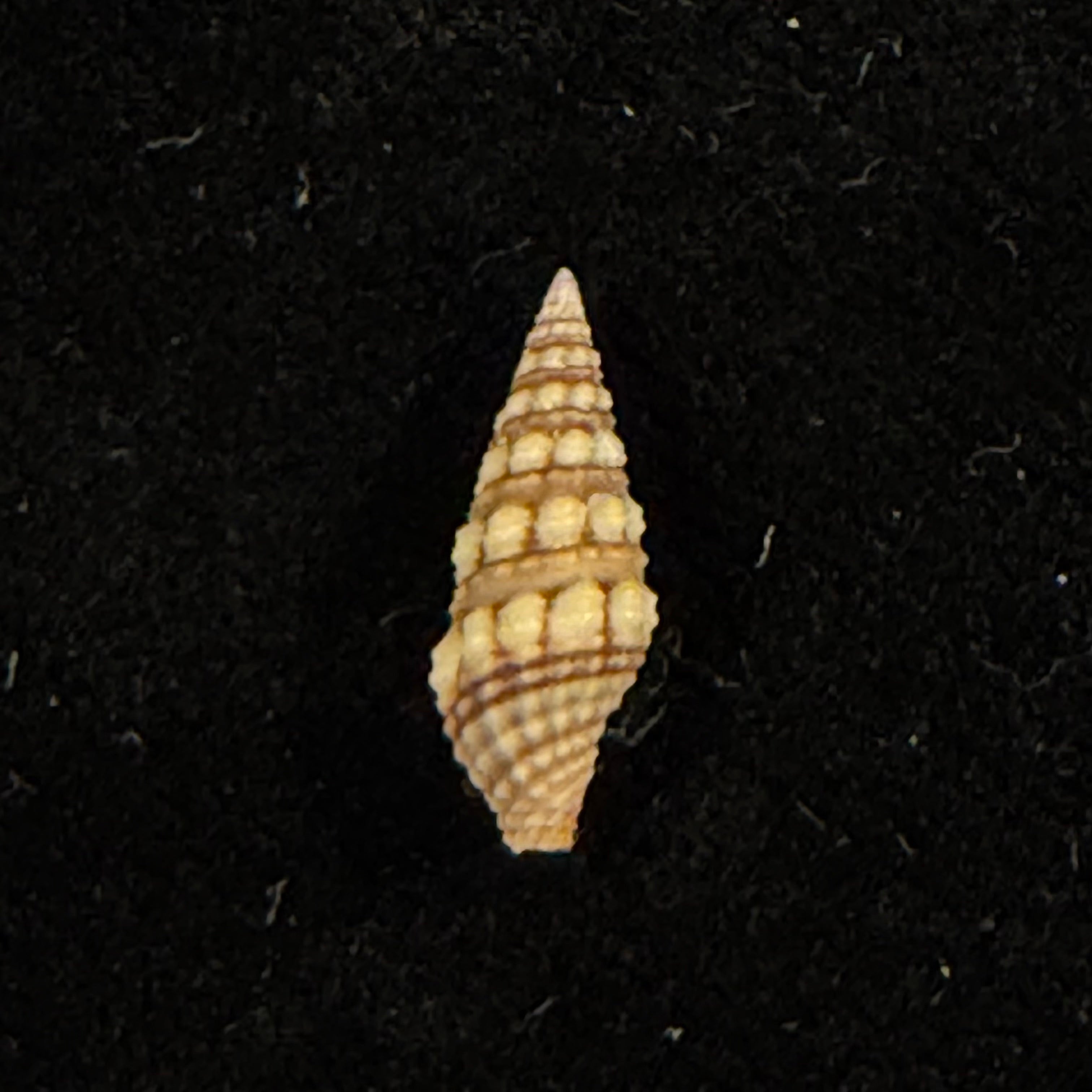 Pilsbryspira leucocyma (Dall, 1884) - 14,5mm (Cópia)