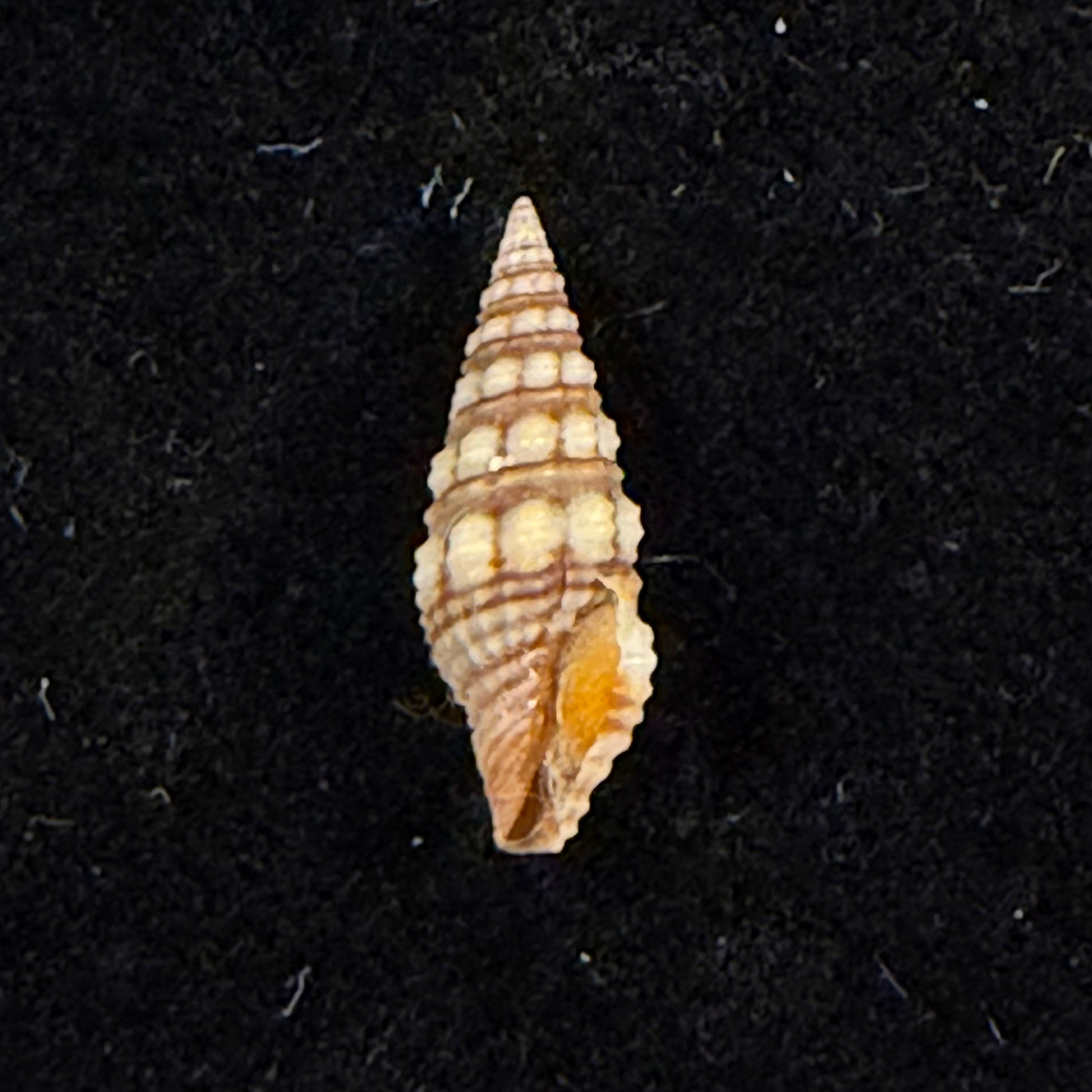 Pilsbryspira leucocyma (Dall, 1884) - 14,5mm (Cópia)