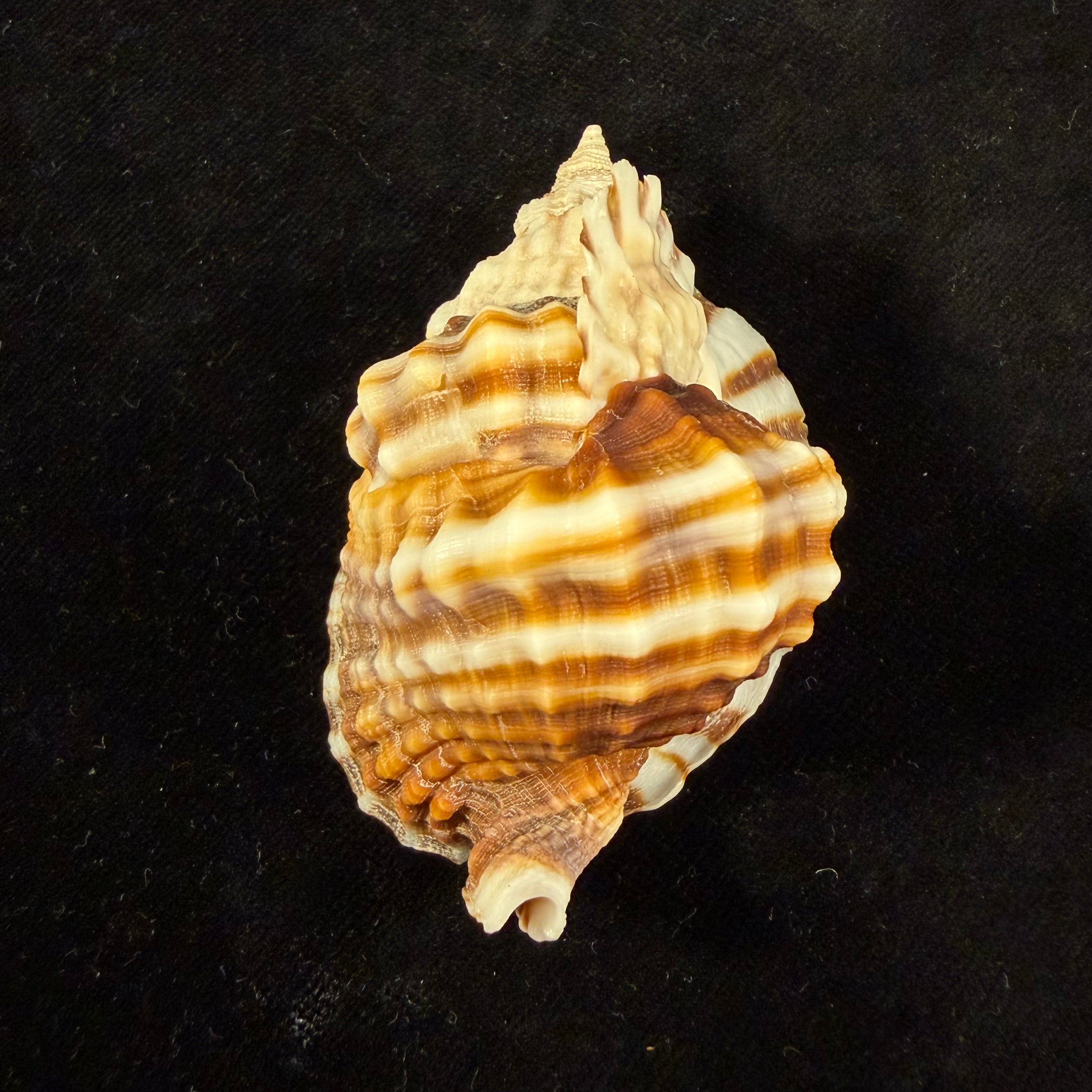 Distorsio anus (Linnaeus, 1758) - 65,9mm