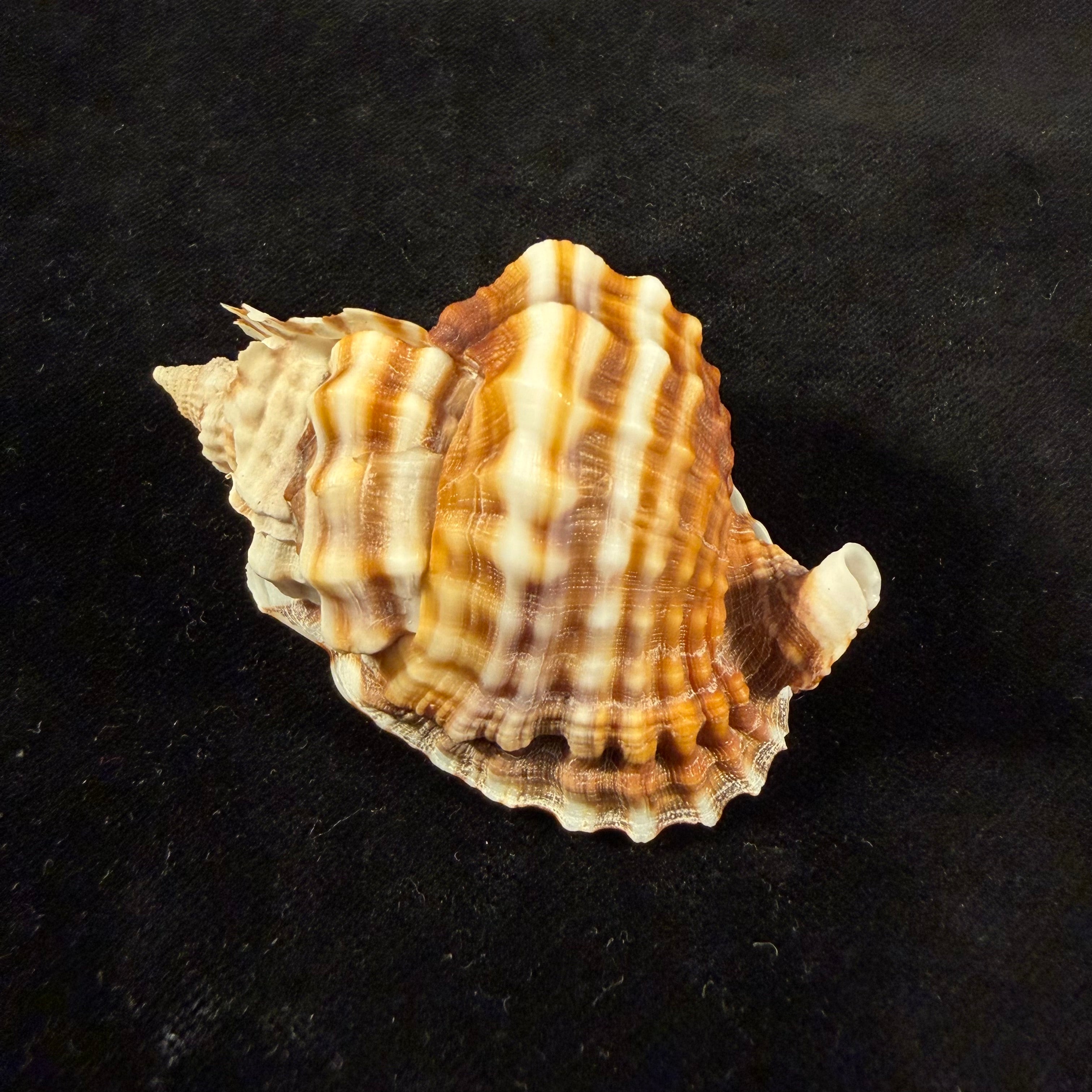 Distorsio anus (Linnaeus, 1758) - 65,9mm