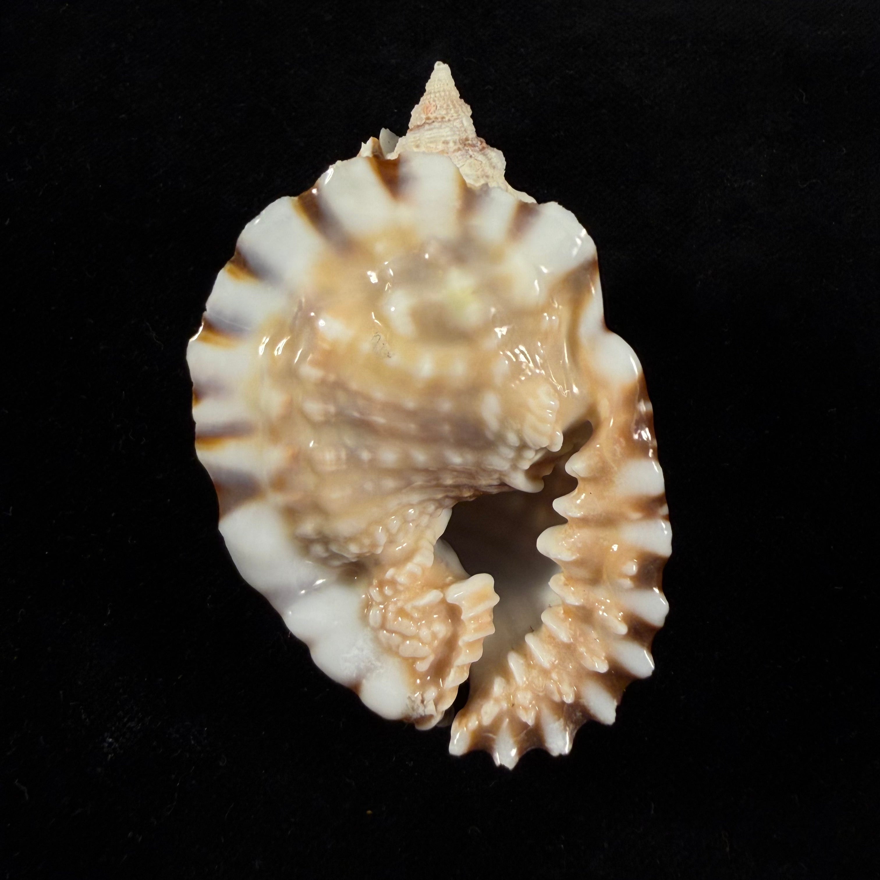 Distorsio anus (Linnaeus, 1758) - 65,9mm