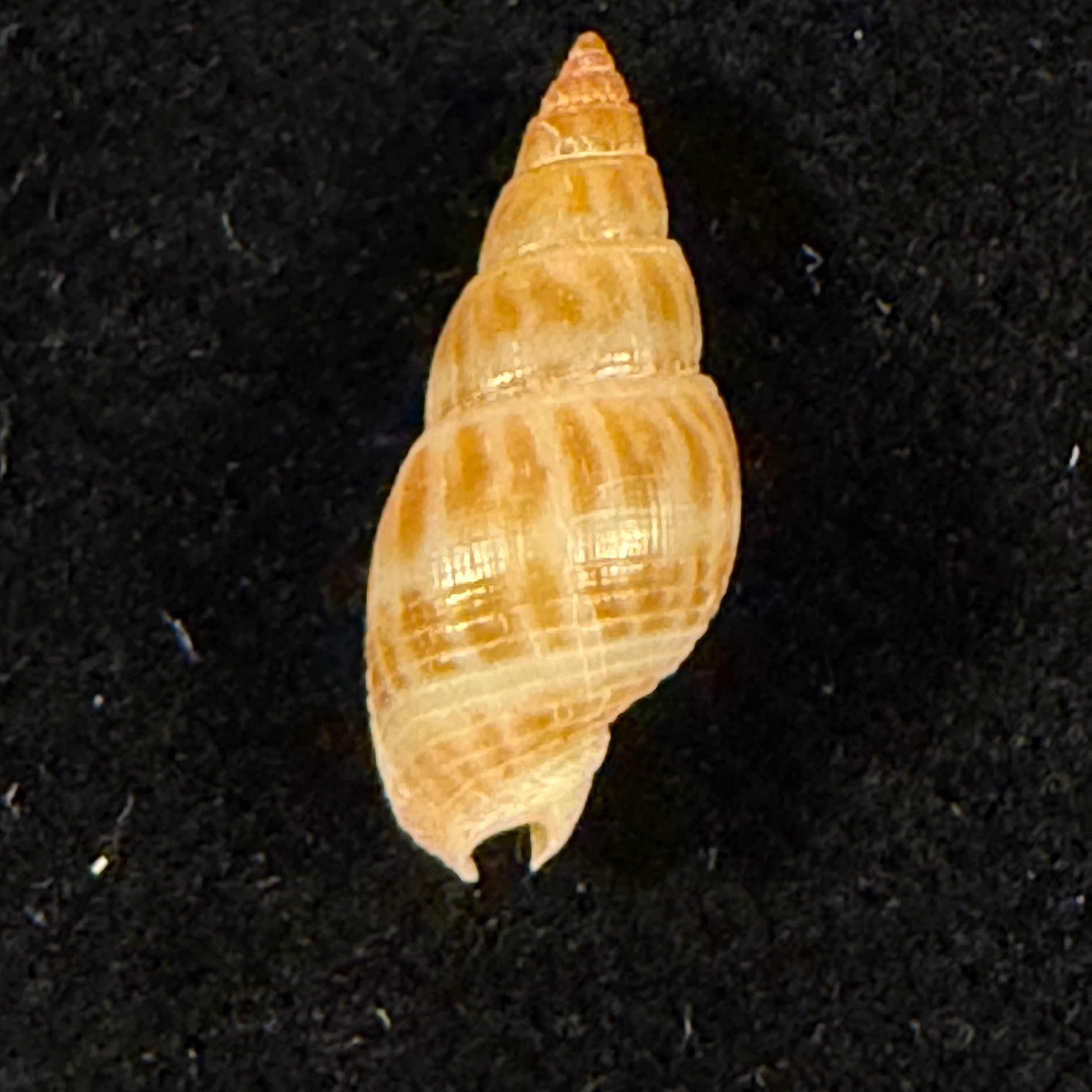 Tritia elata (Gould, 1848) - 16,8mm