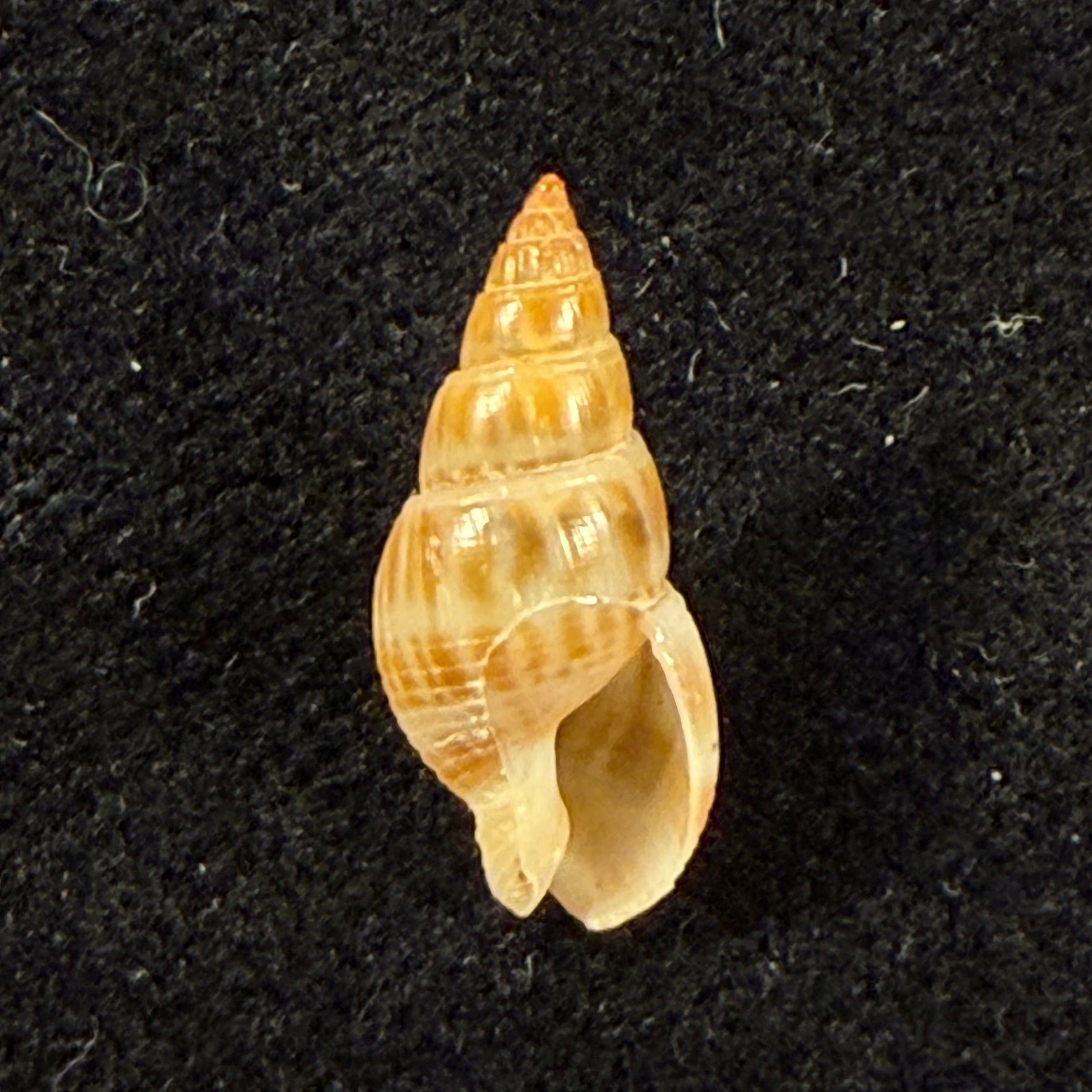 Tritia elata (Gould, 1848) - 16,8mm
