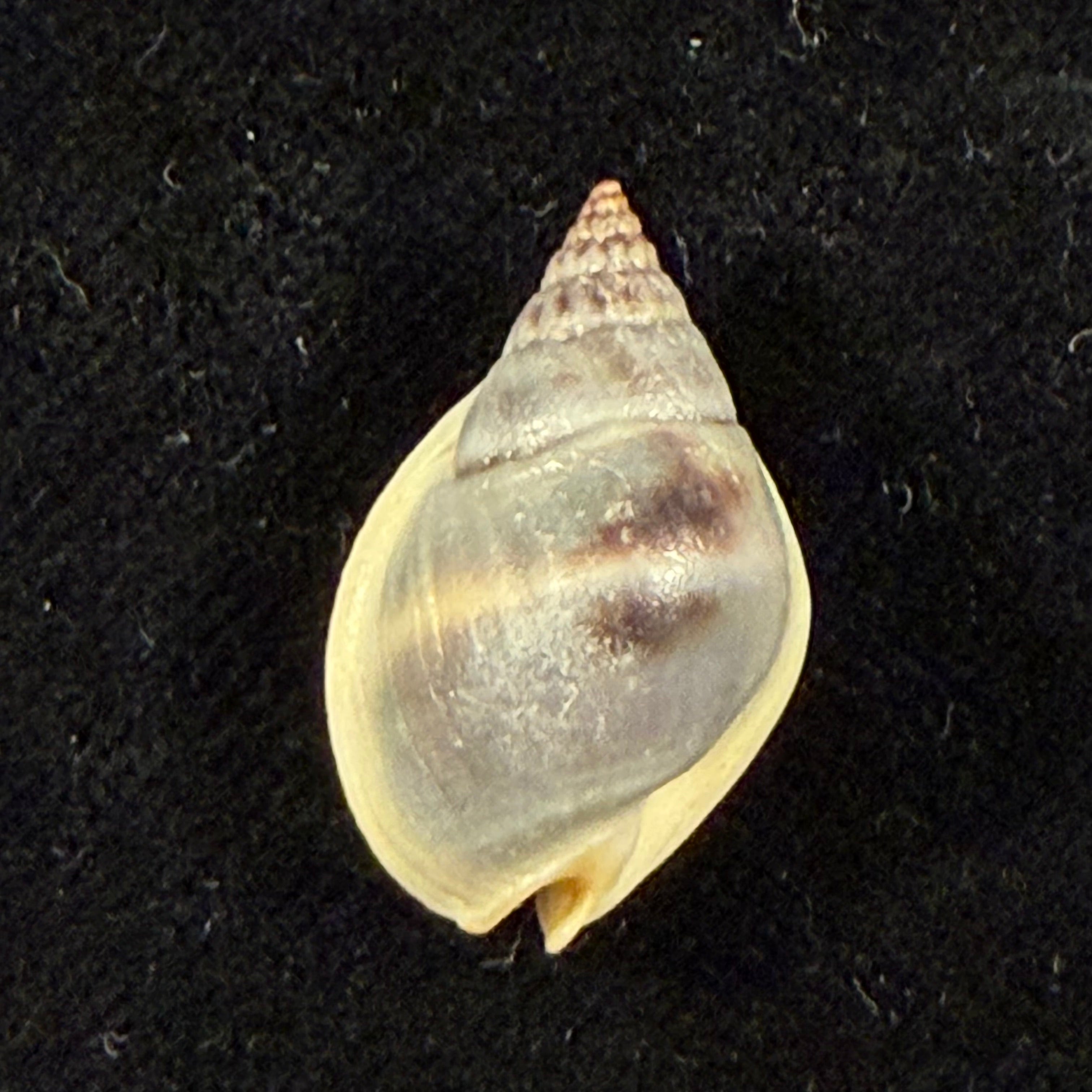 Nassarius pullus (Linnaeus, 1758) - 20,6mm