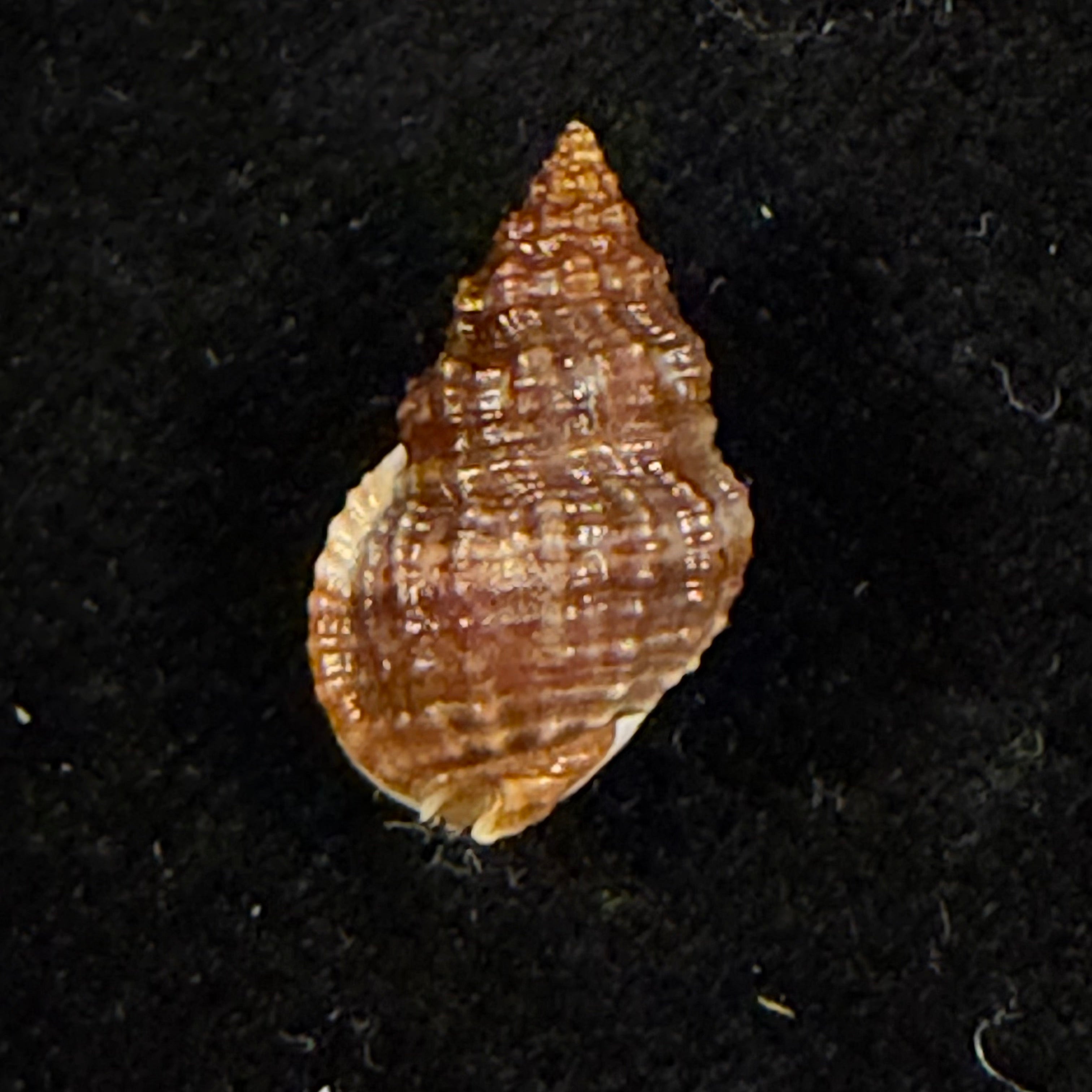Phrontis polygonata (Lamarck, 1822) - 14,6mm