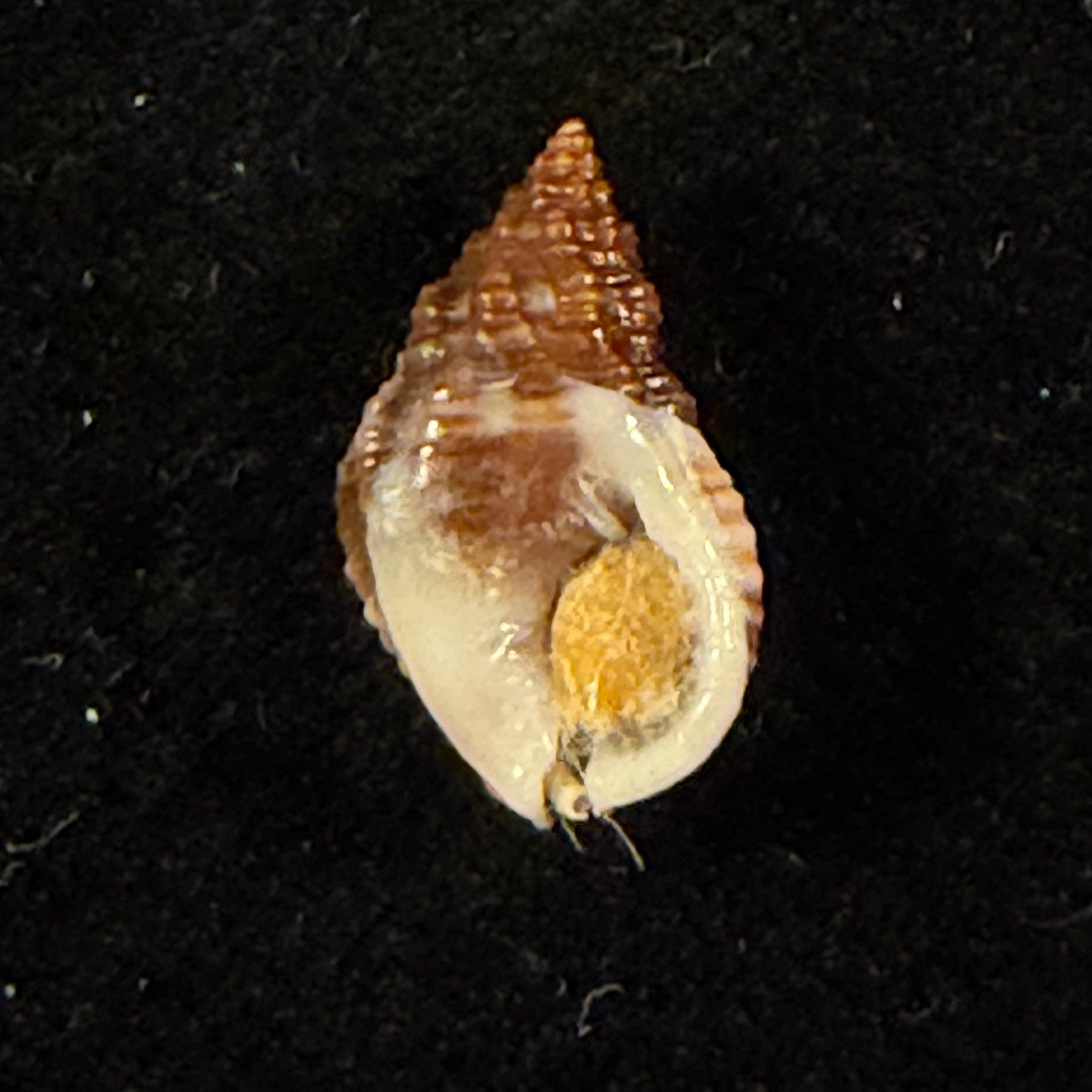 Phrontis polygonata (Lamarck, 1822) - 14,6mm