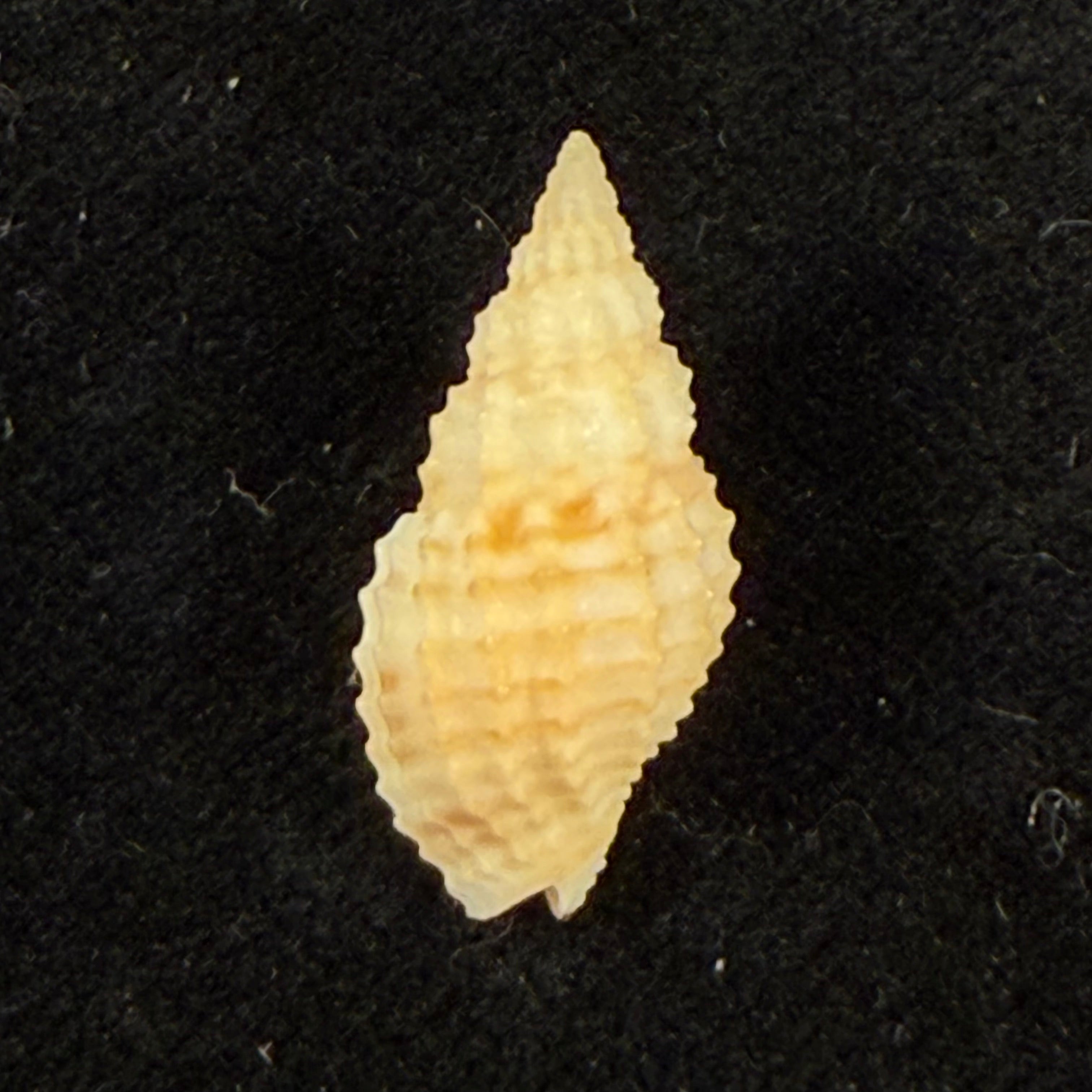 Antillophos candeanus (A. d'Orbigny, 1853) - 19,8mm