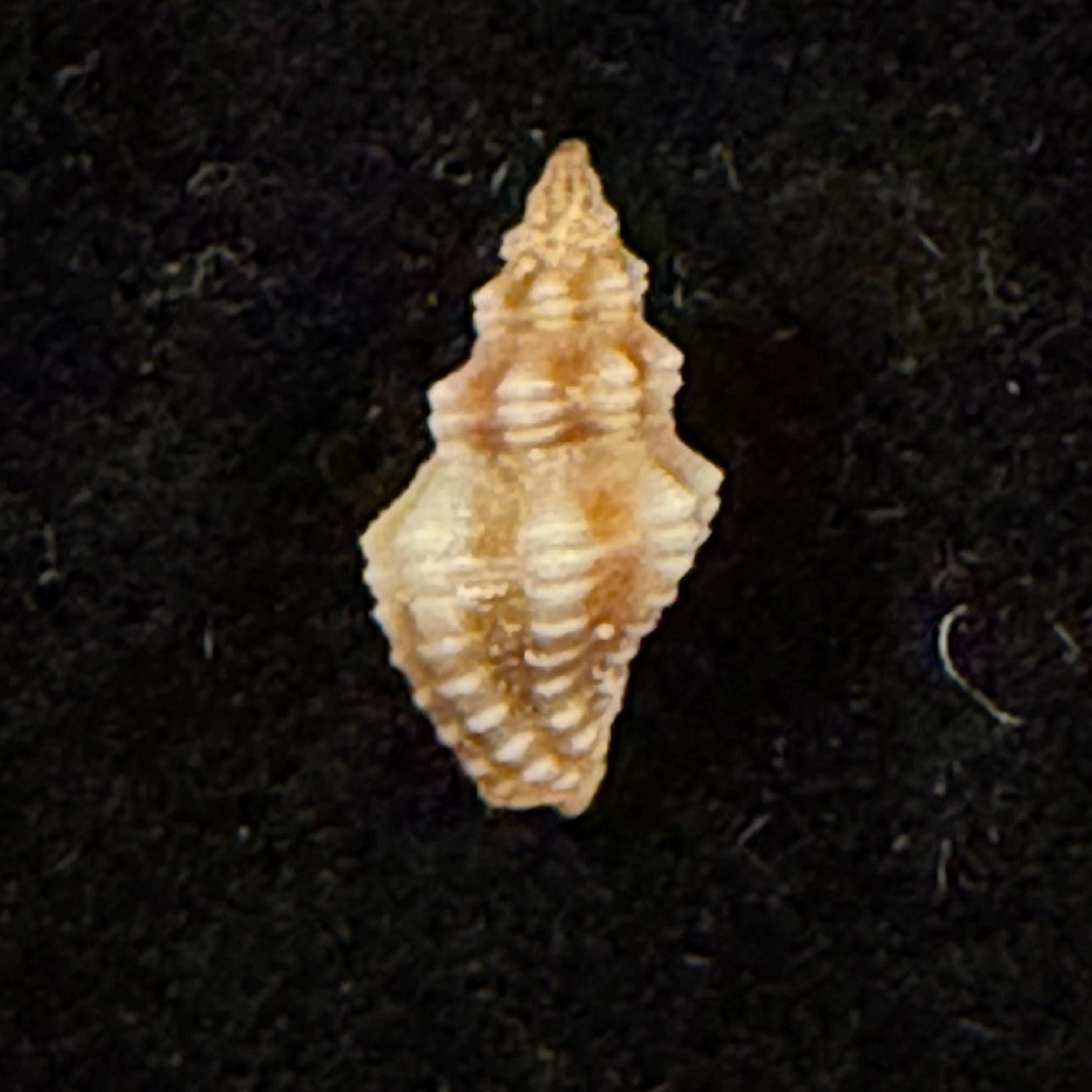 Enginella leucozona (R. A. Philippi, 1844) - 9,2mm