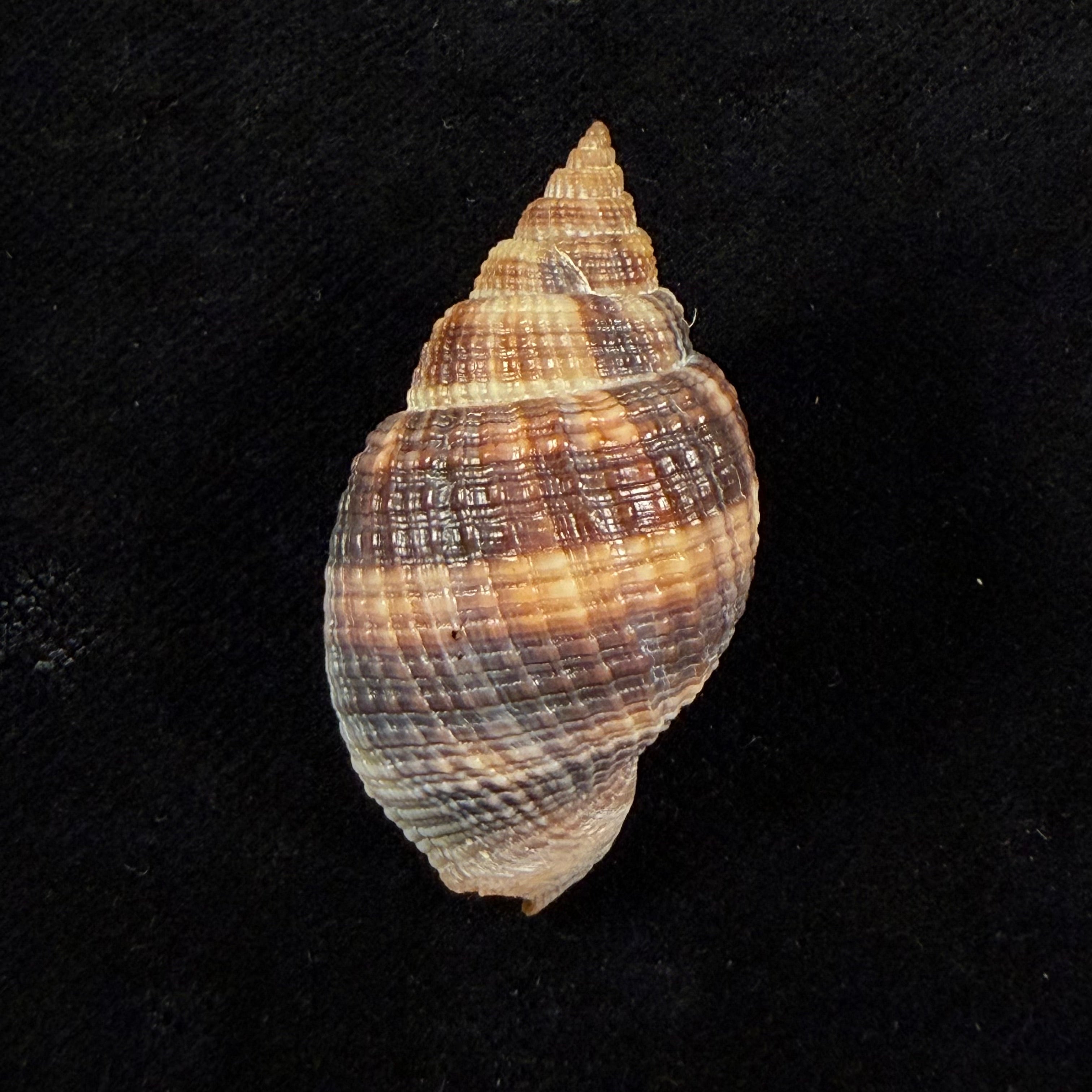 Cancellaria mediamericana Petuch, 1998 - 37,2mm