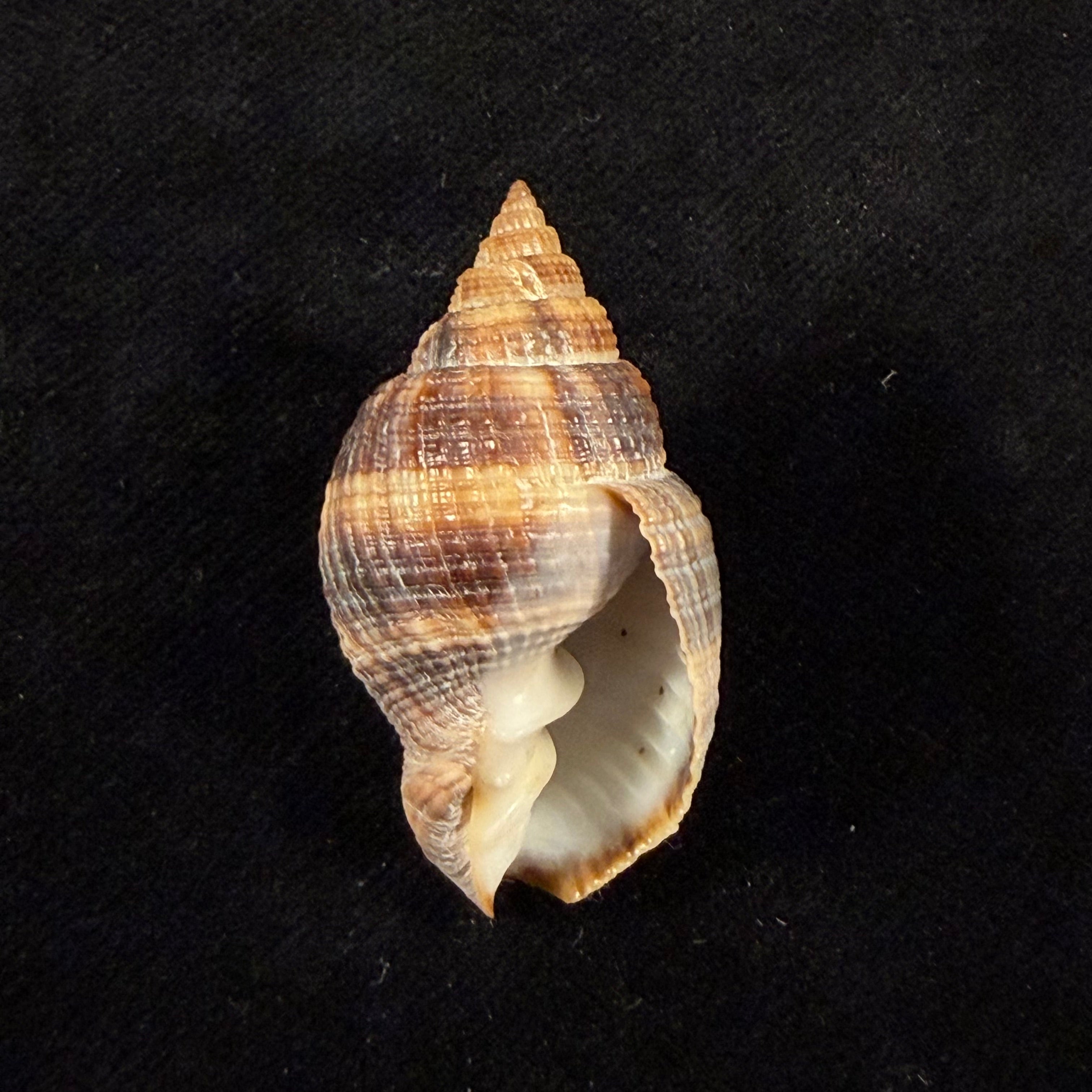 Cancellaria mediamericana Petuch, 1998 - 37,2mm