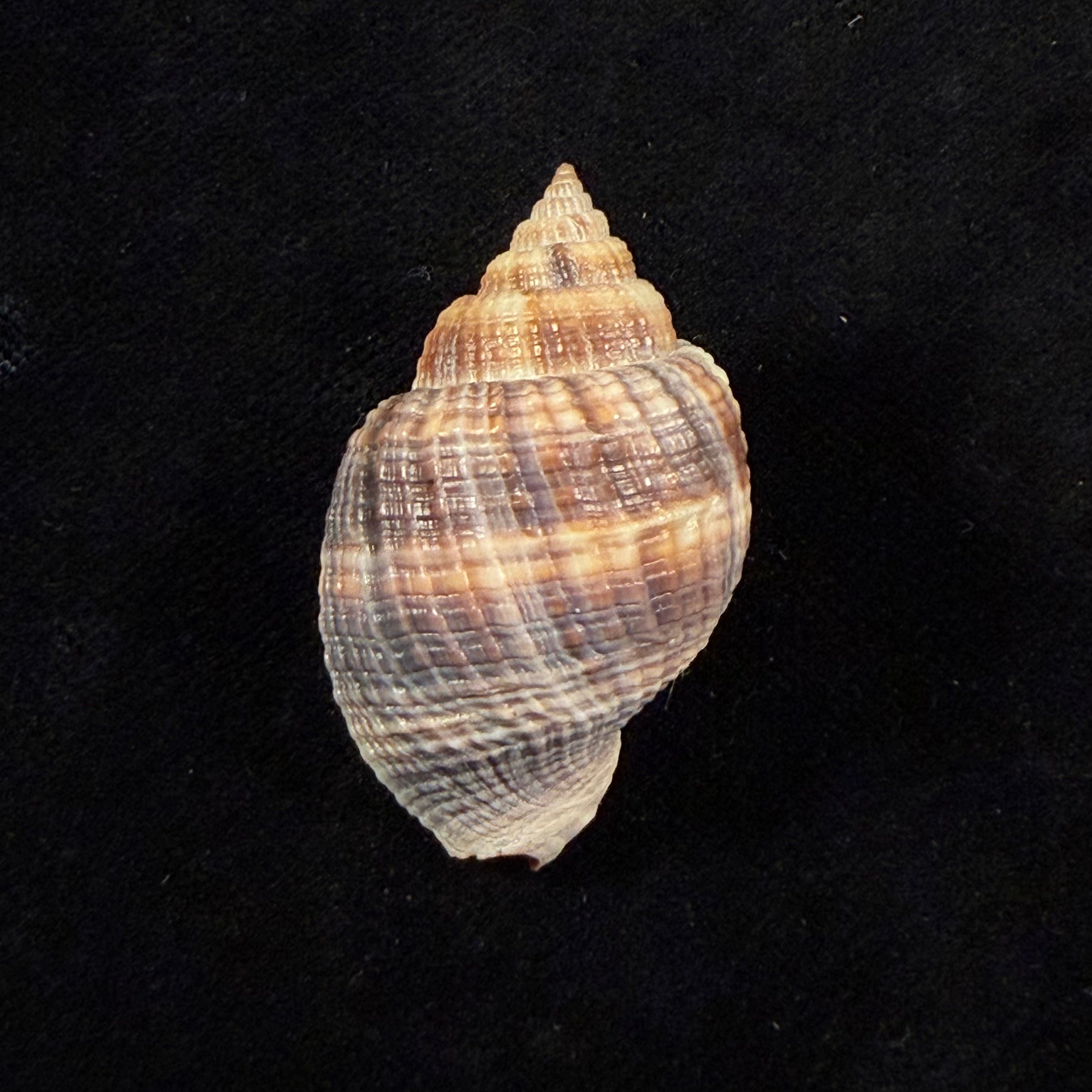 Cancellaria mediamericana Petuch, 1998 - 39mm