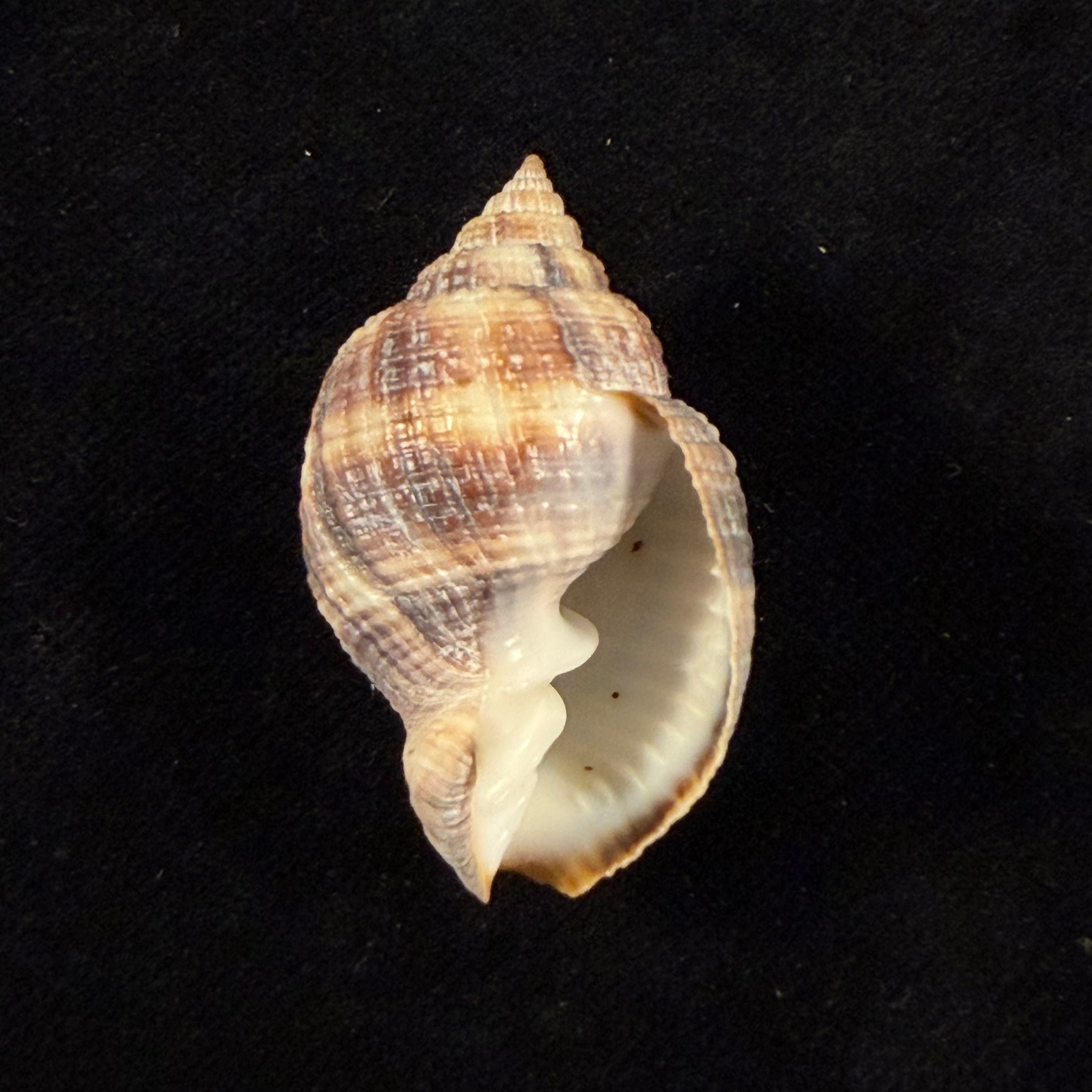 Cancellaria mediamericana Petuch, 1998 - 39mm