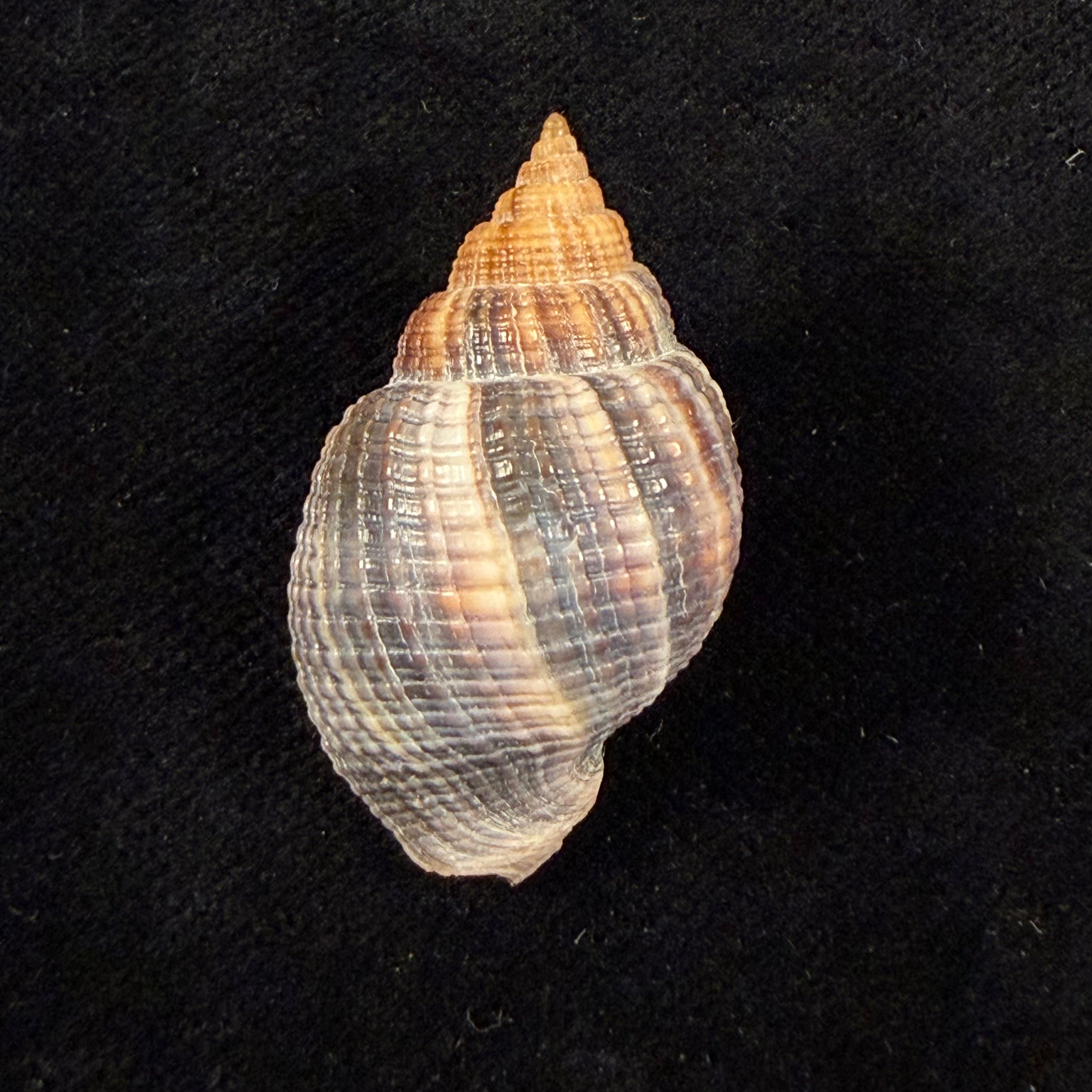 Cancellaria mediamericana Petuch, 1998 - 33,1mm