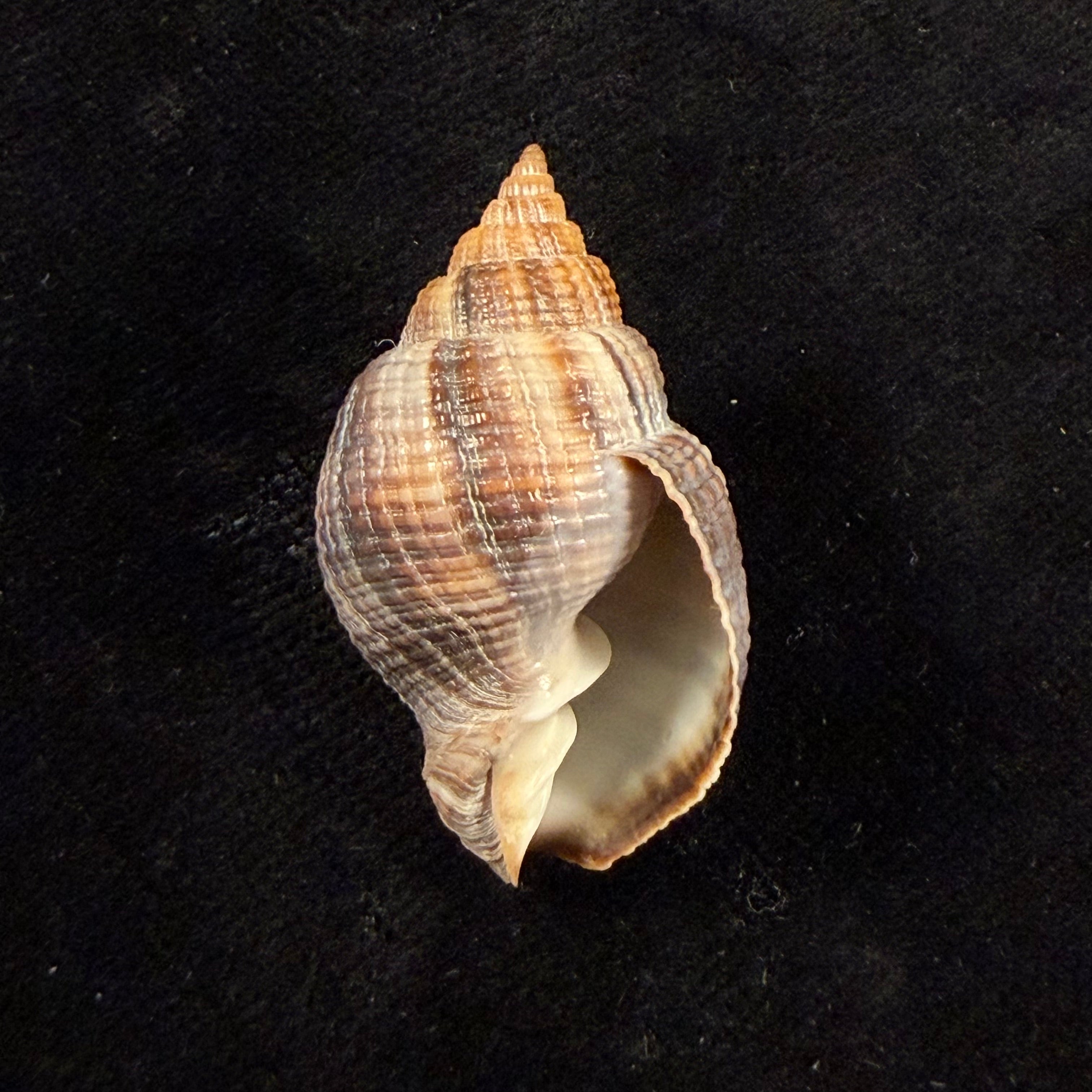Cancellaria mediamericana Petuch, 1998 - 33,1mm
