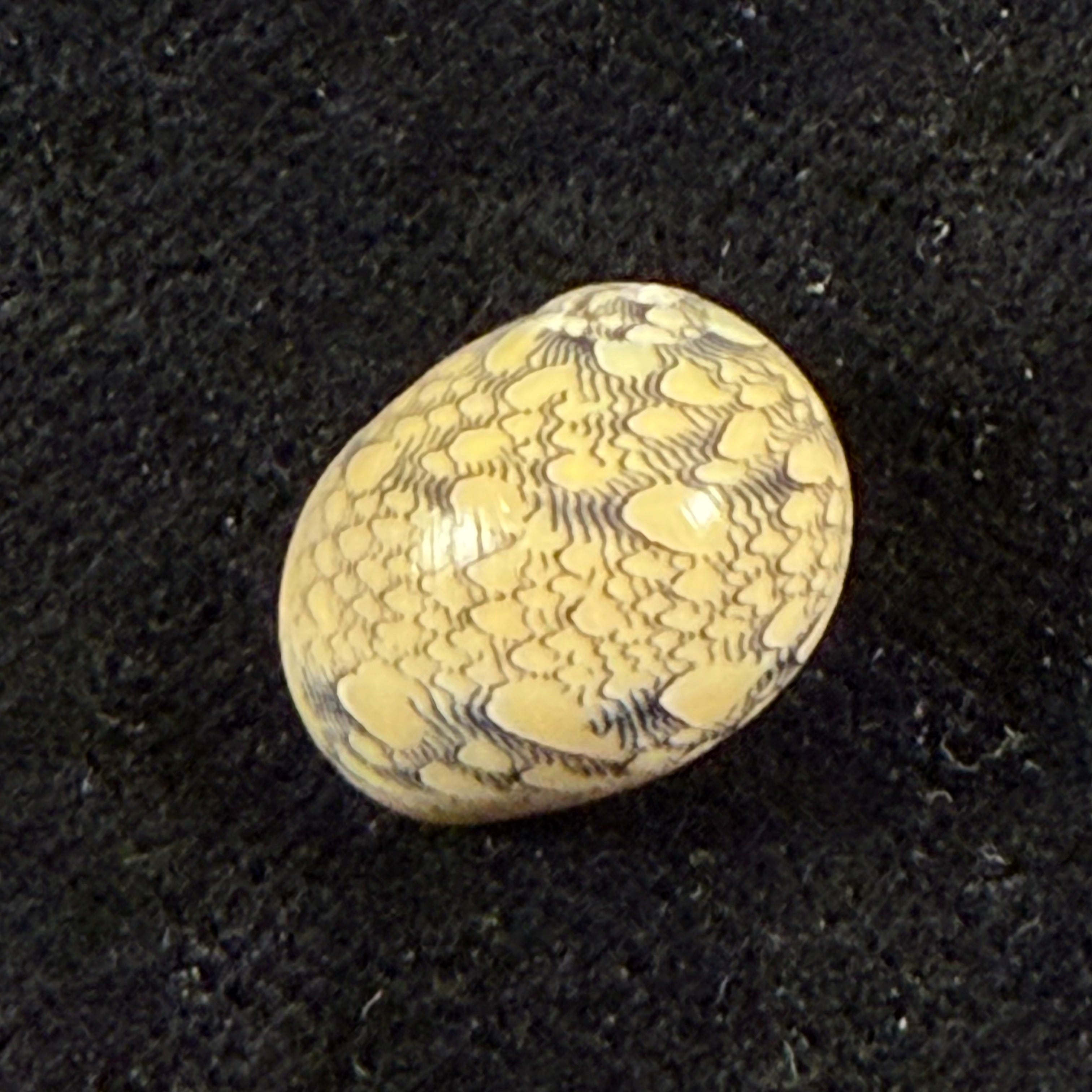 Vitta meleagris (Lamarck, 1822) - 14,2mm
