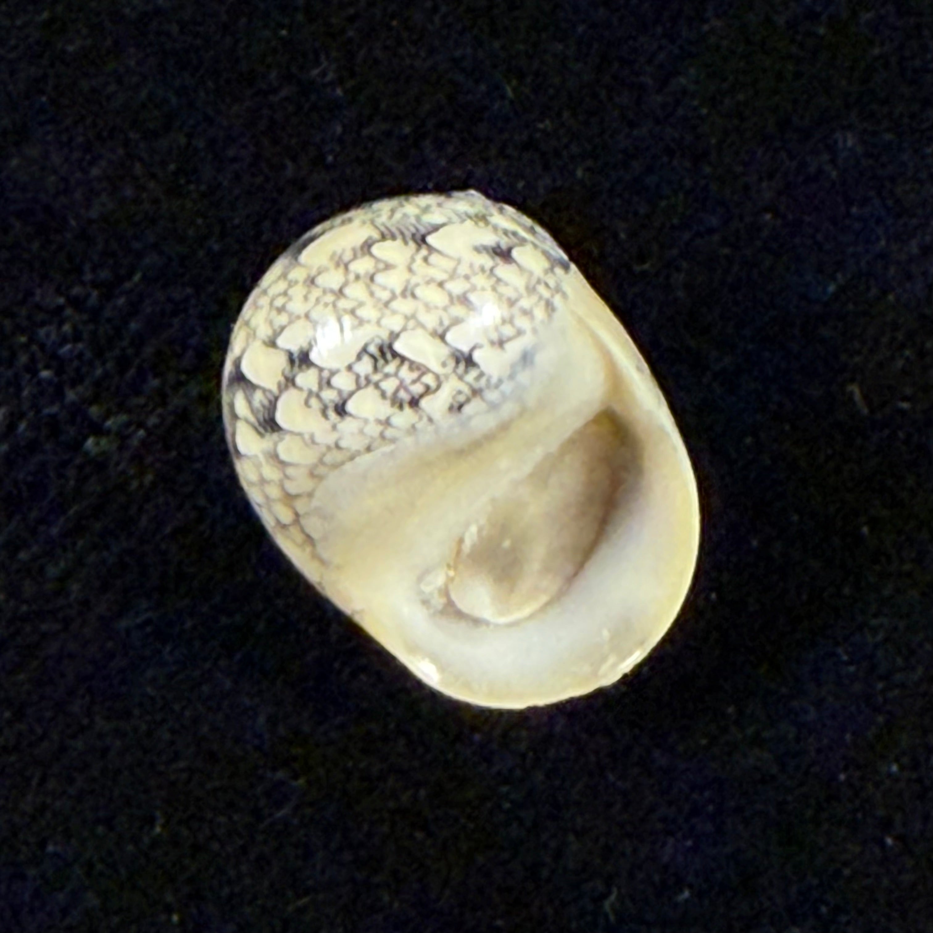 Vitta meleagris (Lamarck, 1822) - 14,2mm