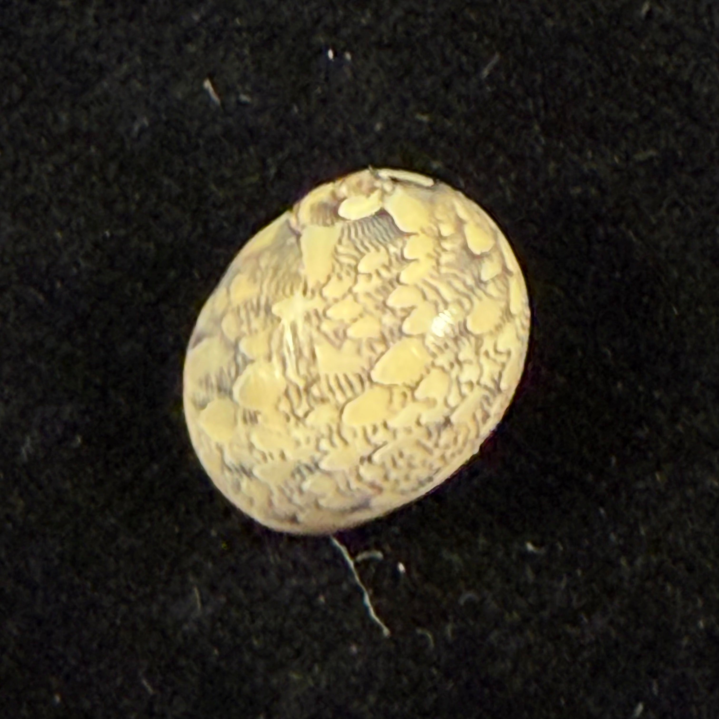 Vitta meleagris (Lamarck, 1822) - 14,3mm