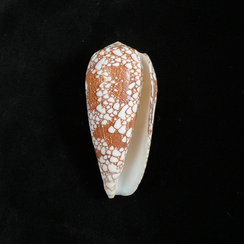 Conus omaria Hwass in Bruguière, 1792 - 46,6mm