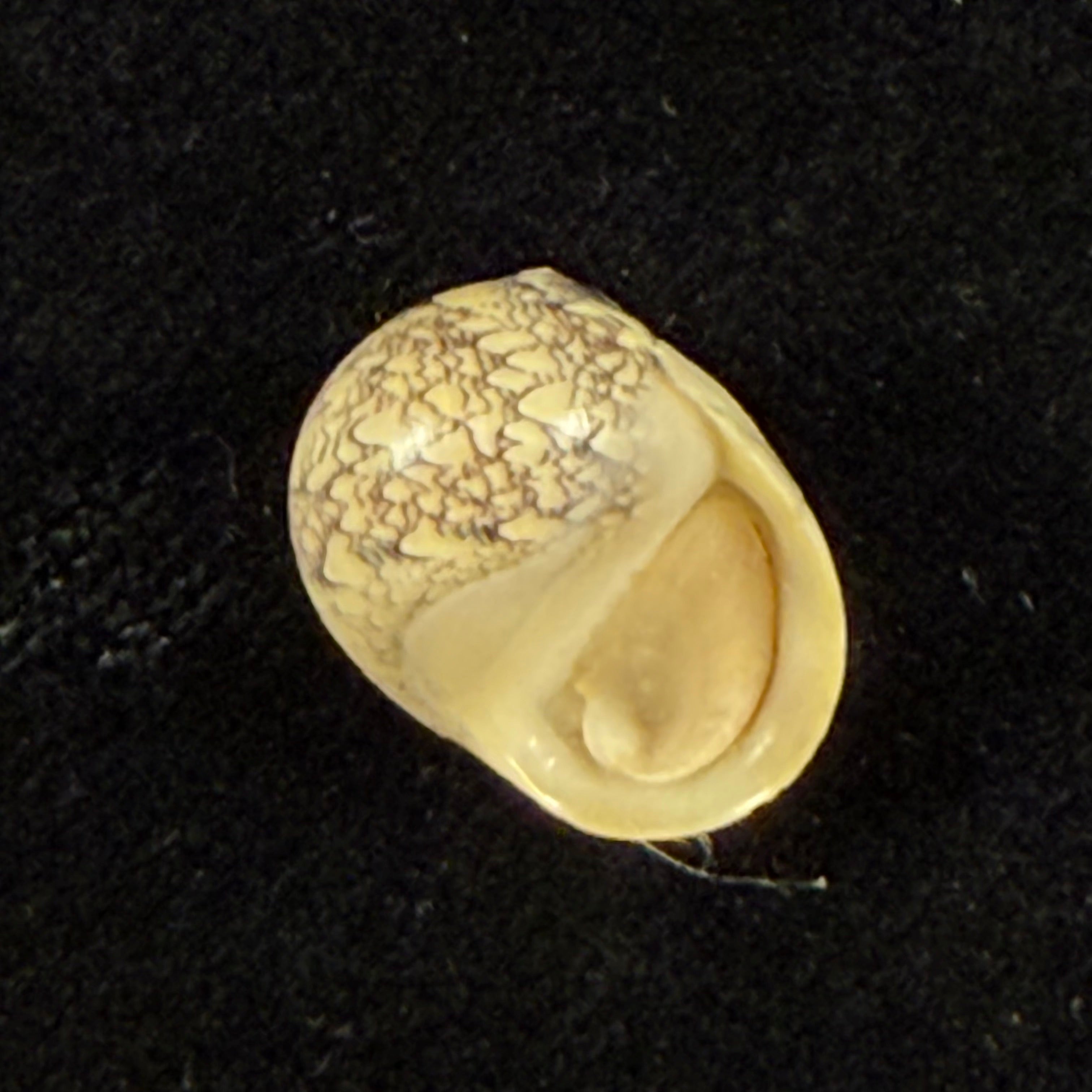 Vitta meleagris (Lamarck, 1822) - 14,3mm