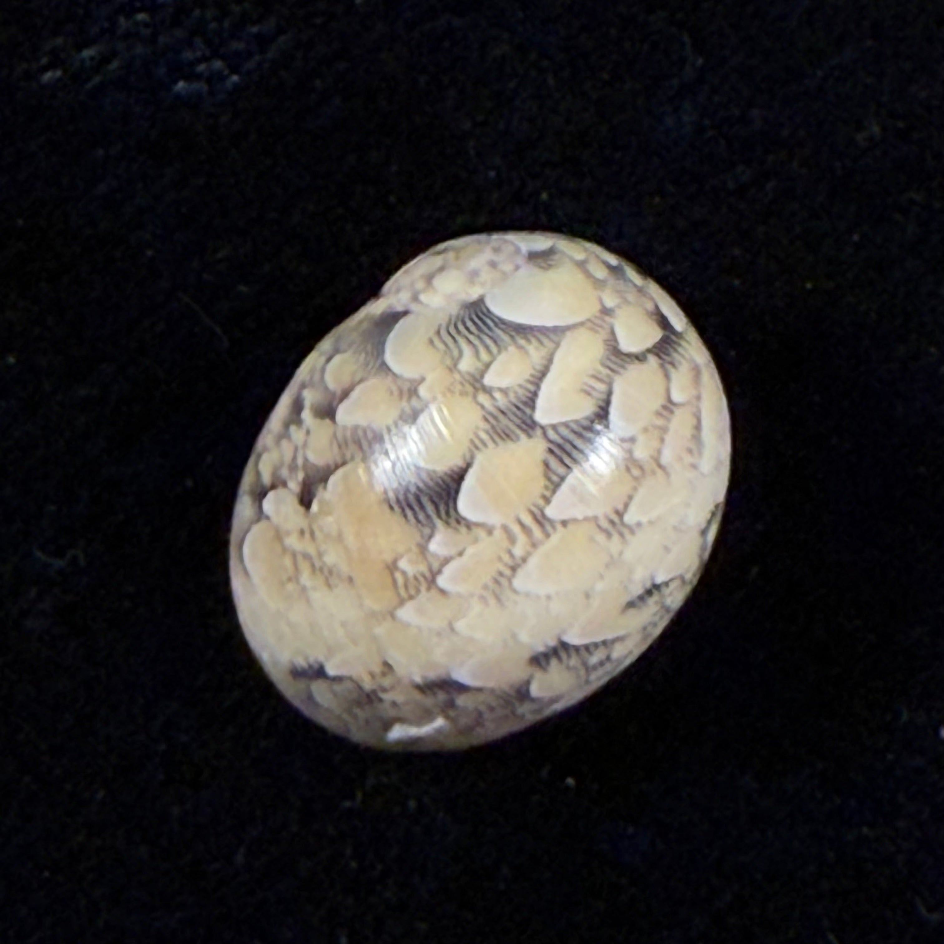 Vitta meleagris (Lamarck, 1822) - 14,2mm