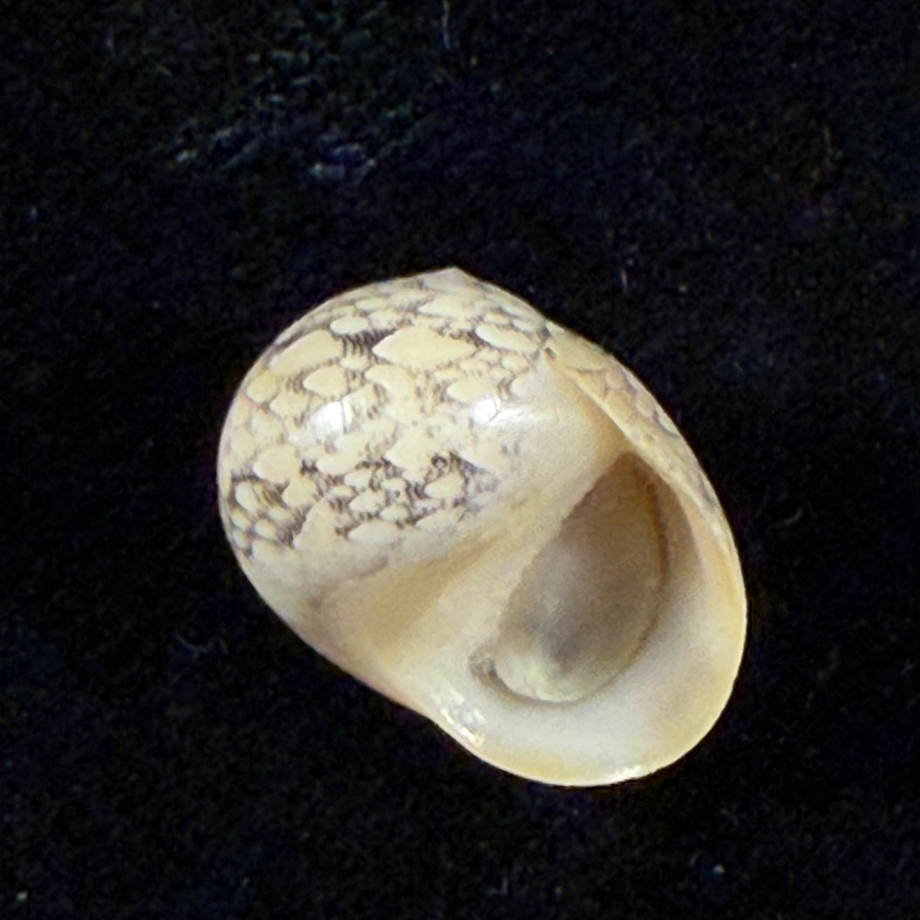 Vitta meleagris (Lamarck, 1822) - 14,2mm