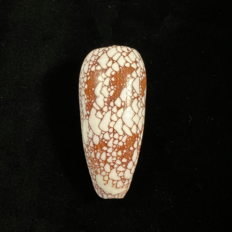 Conus omaria Hwass in Bruguière, 1792 - 43,4mm