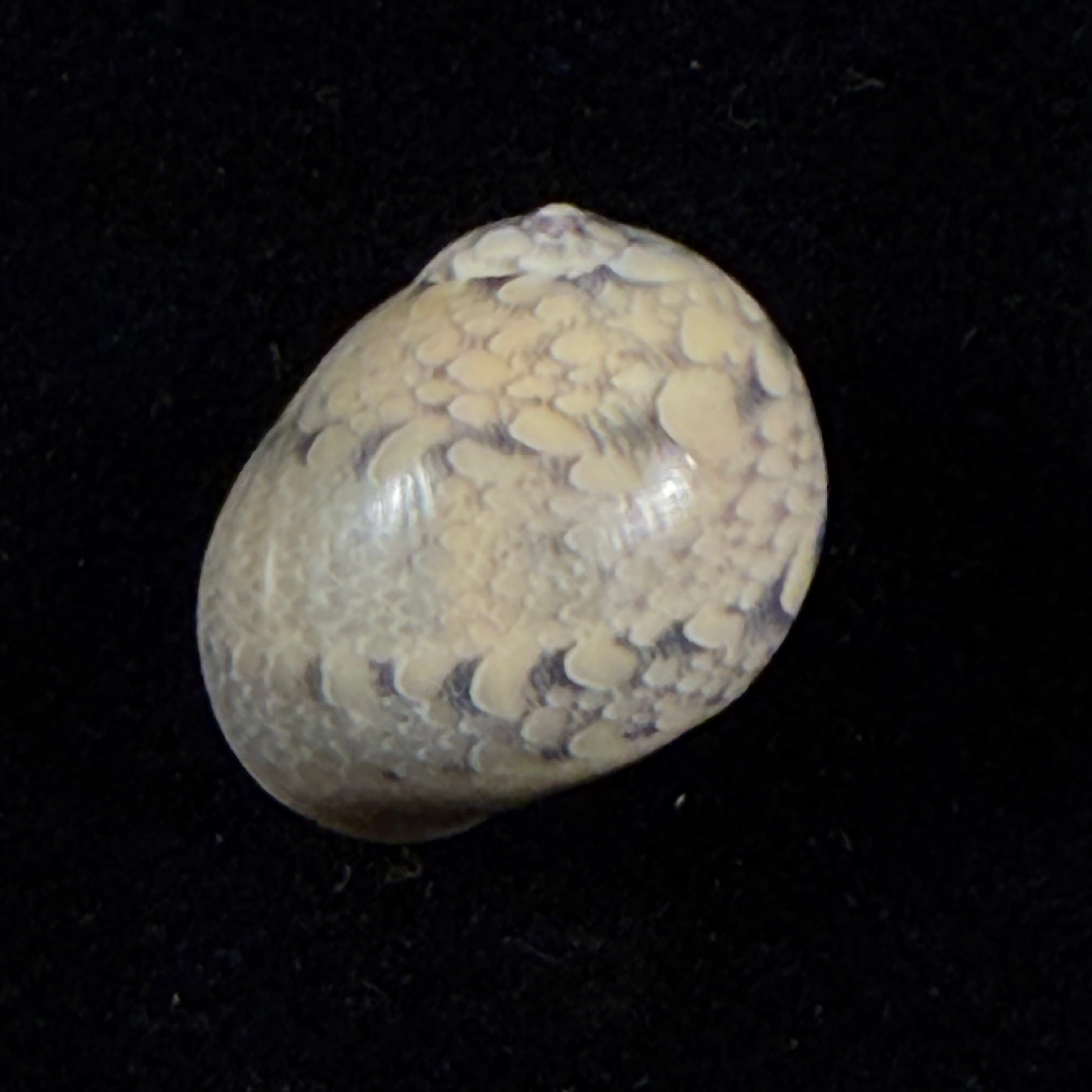 Vitta meleagris (Lamarck, 1822) - 16,5mm