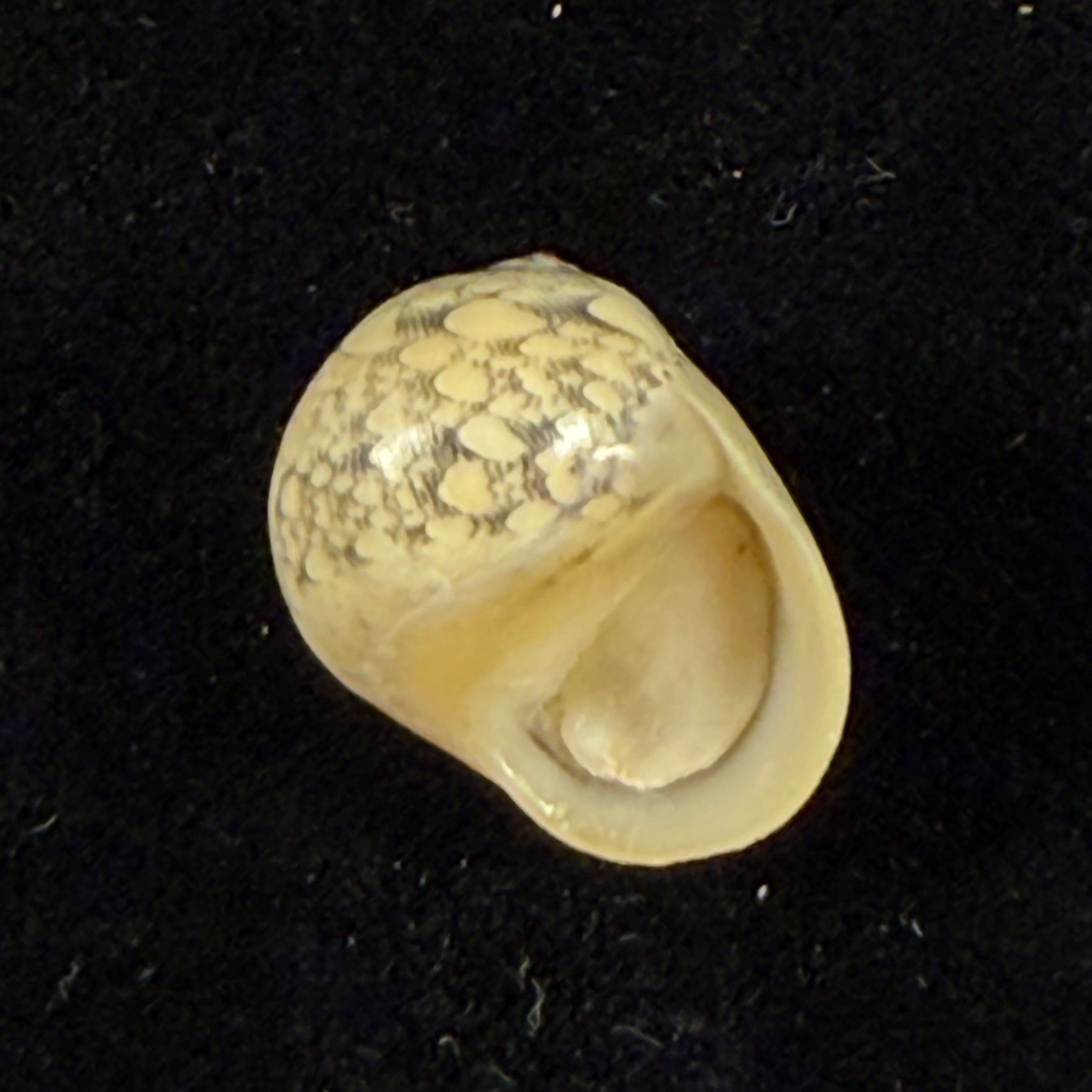 Vitta meleagris (Lamarck, 1822) - 16,5mm