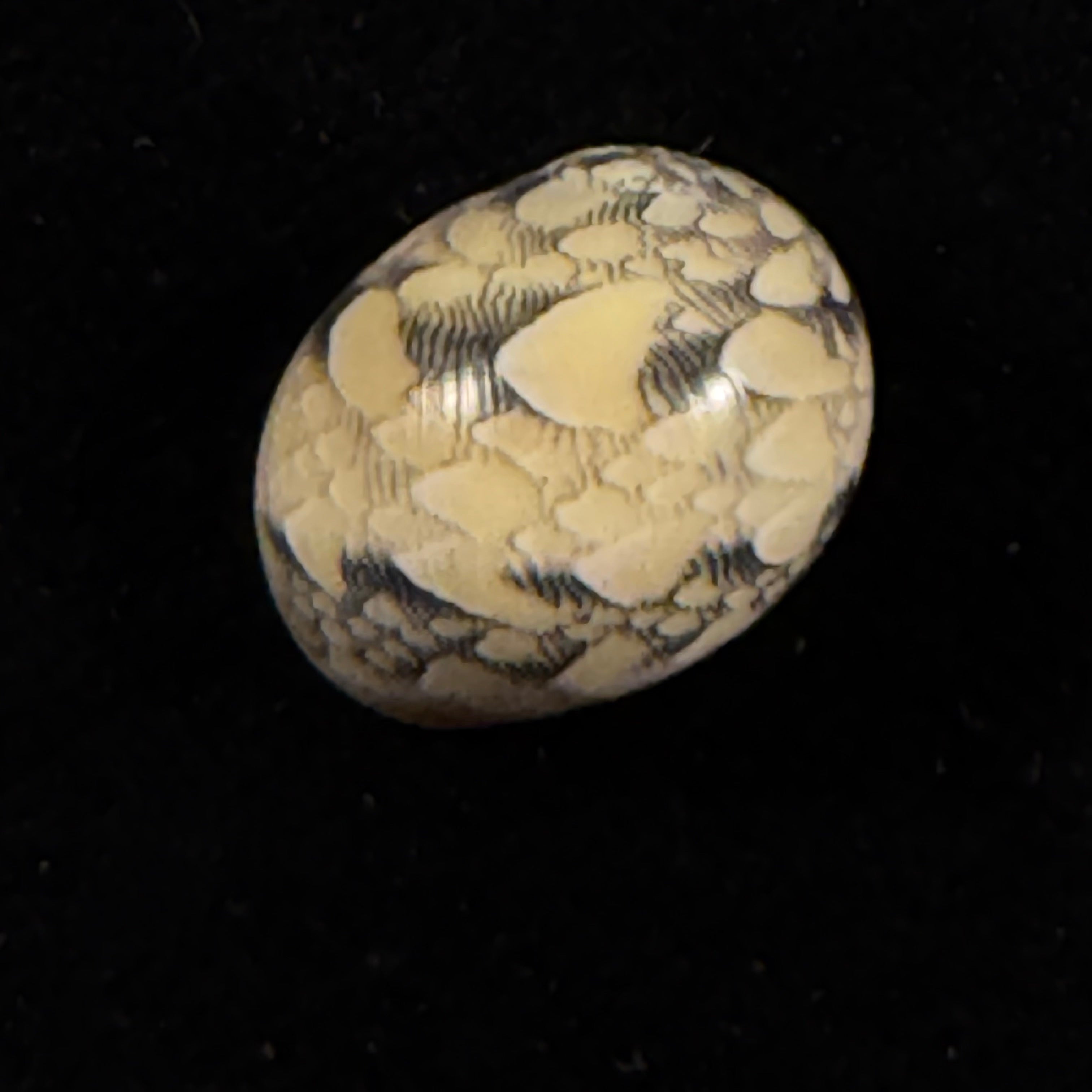 Vitta meleagris (Lamarck, 1822) - 13,9mm