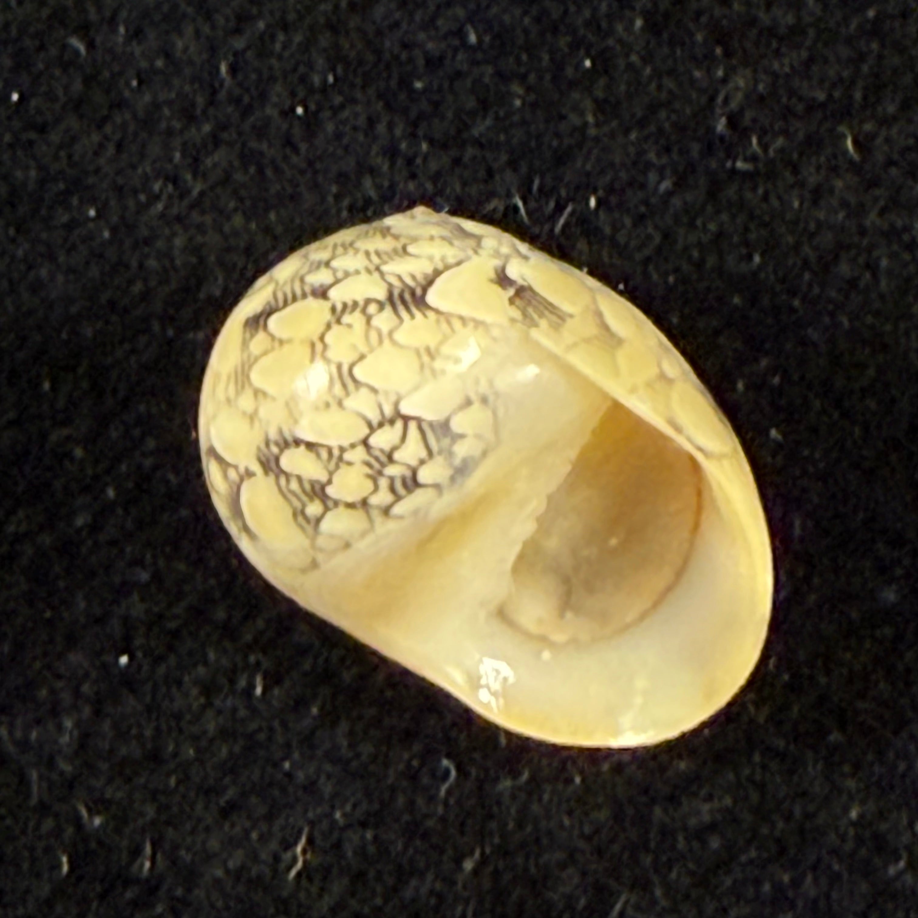 Vitta meleagris (Lamarck, 1822) - 13,9mm