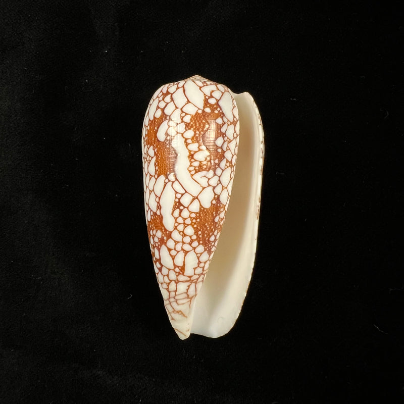 Conus omaria Hwass in Bruguière, 1792 - 43,4mm