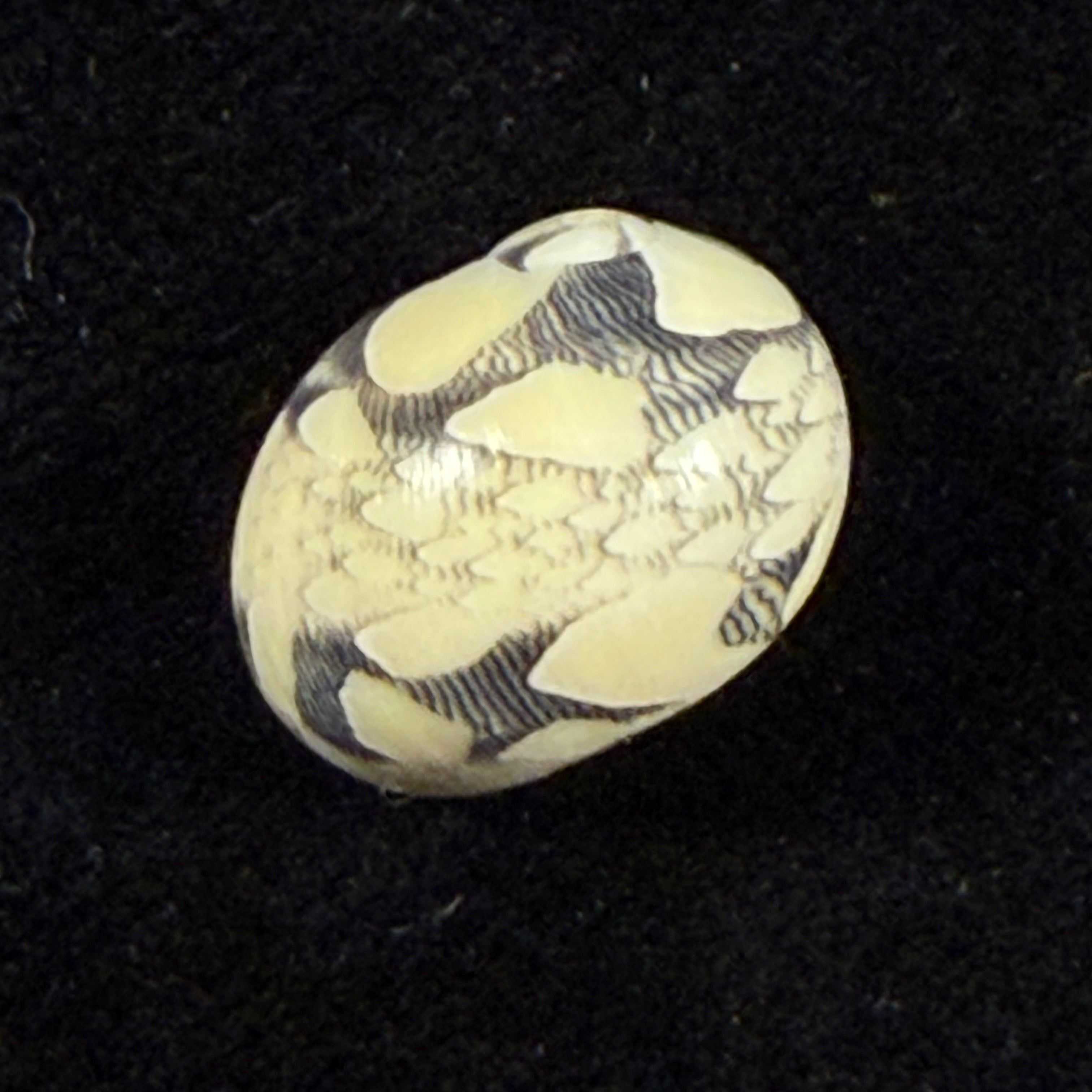 Vitta meleagris (Lamarck, 1822) - 13,8mm