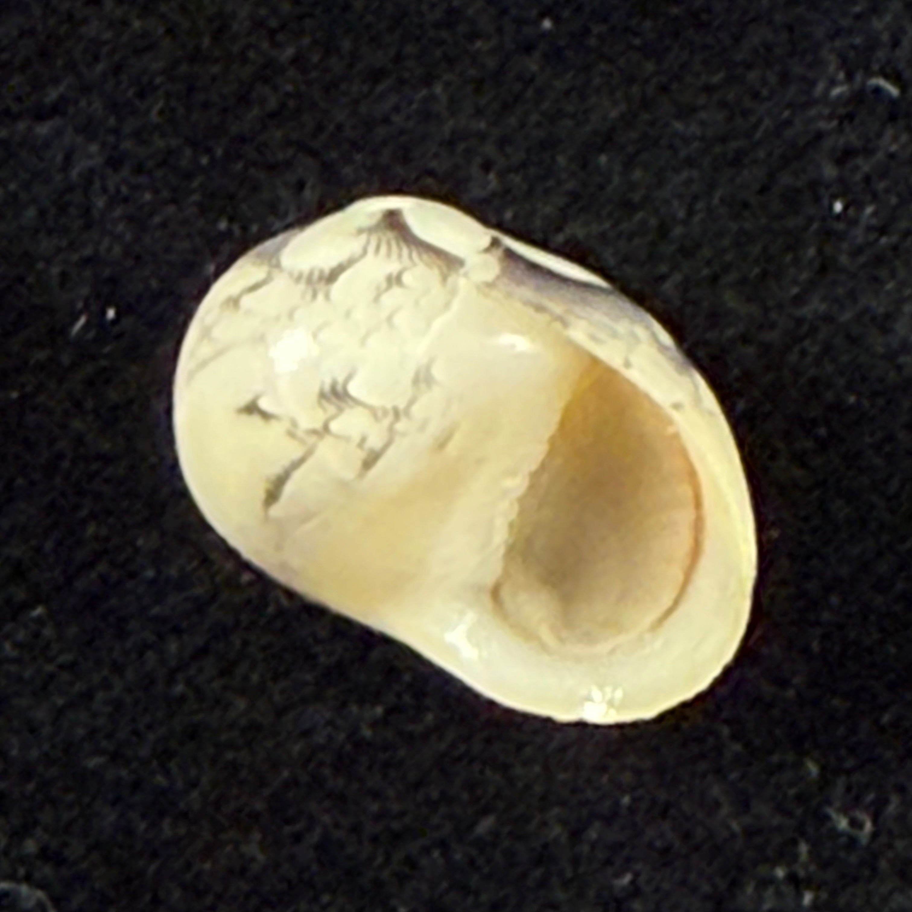 Vitta meleagris (Lamarck, 1822) - 13,8mm