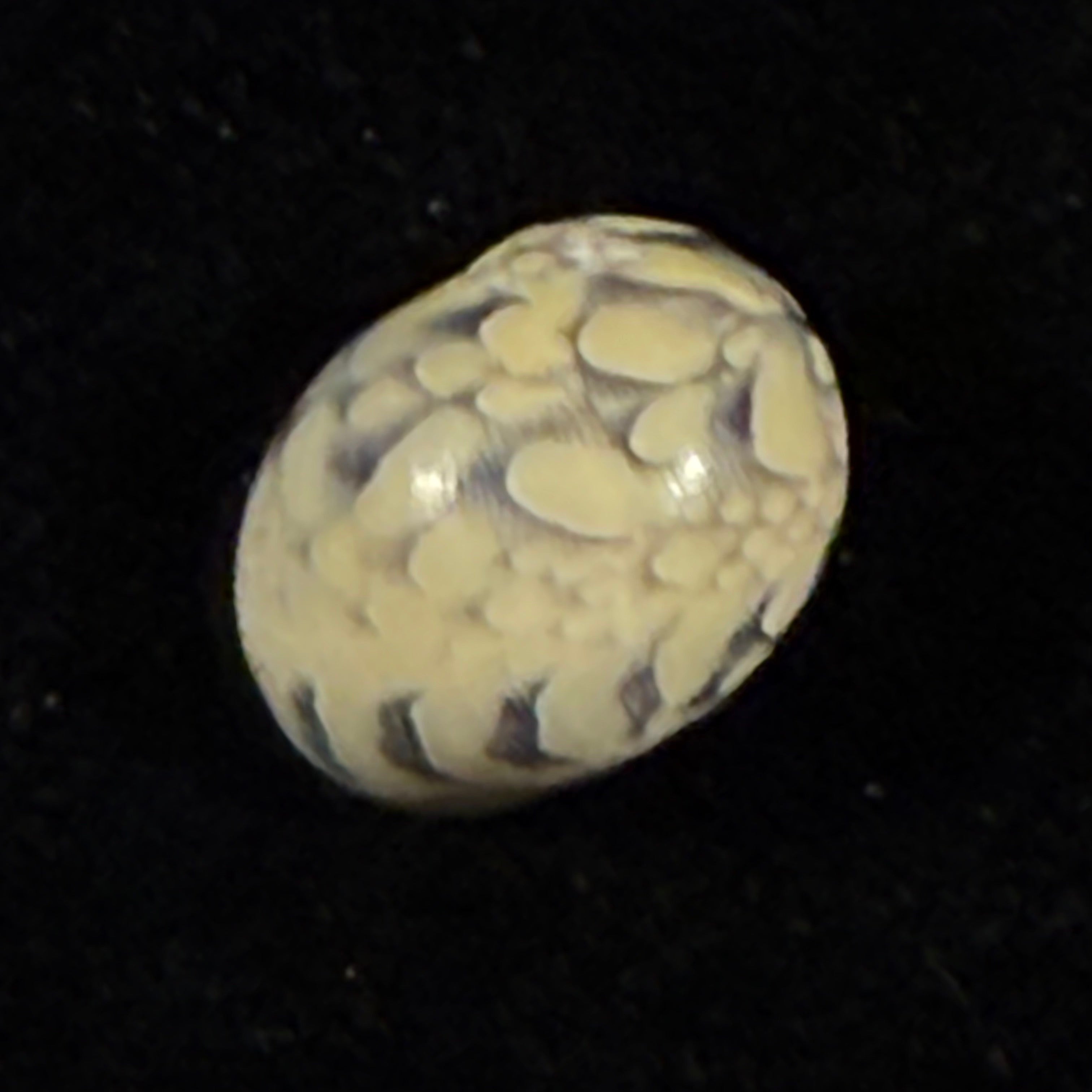 Vitta meleagris (Lamarck, 1822) - 14,2mm