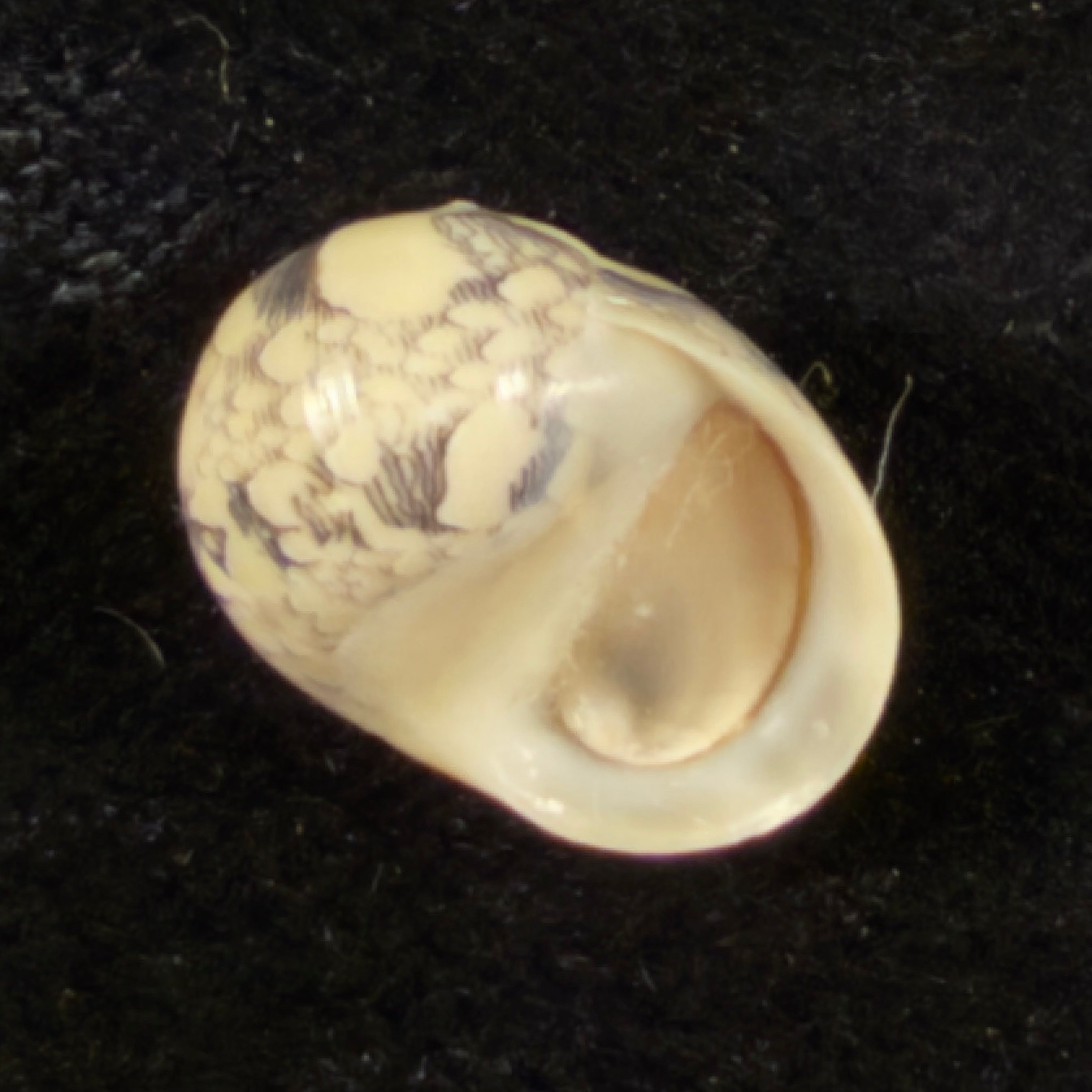 Vitta meleagris (Lamarck, 1822) - 14,2mm