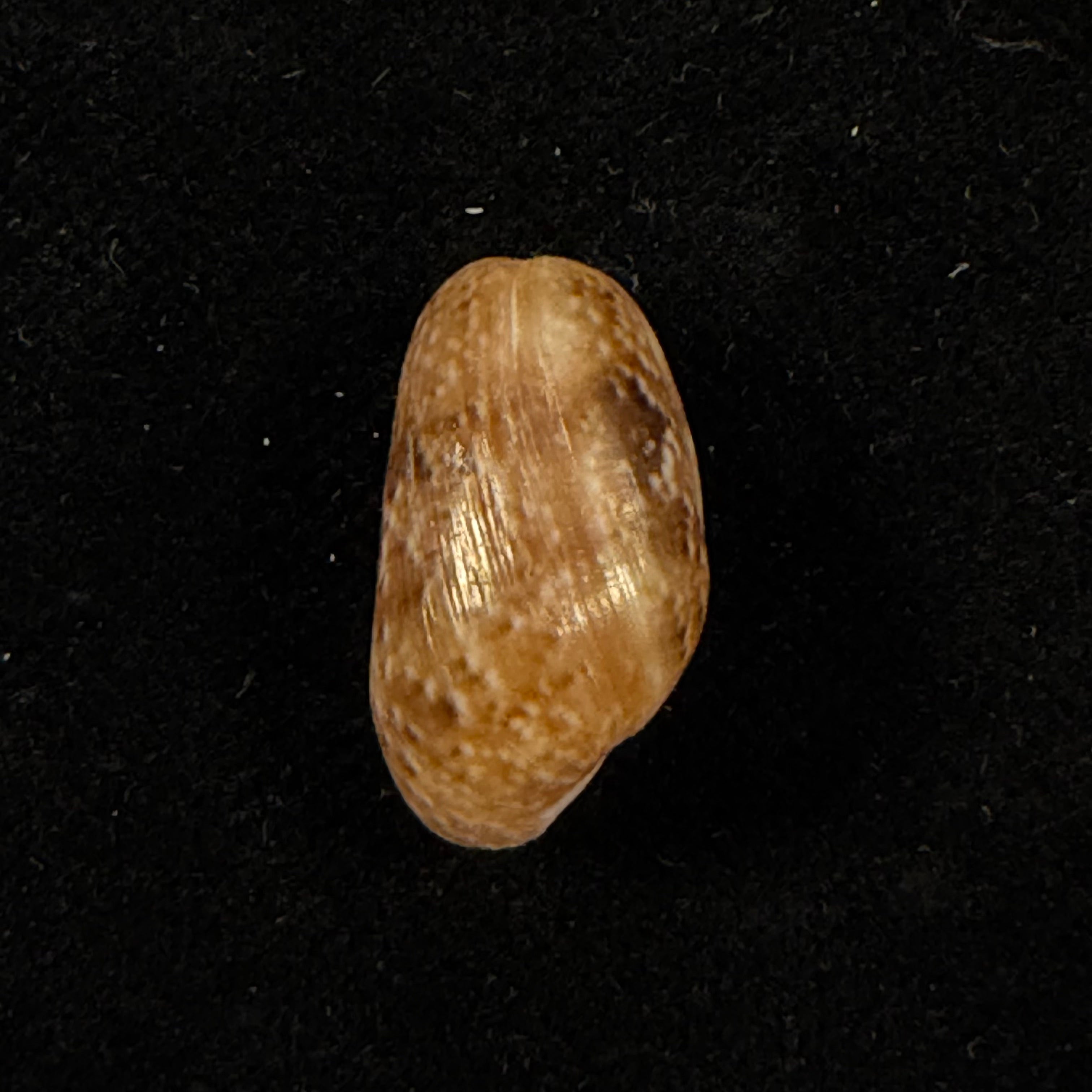 Bulla striata Bruguière, 1792 - 21,5mm