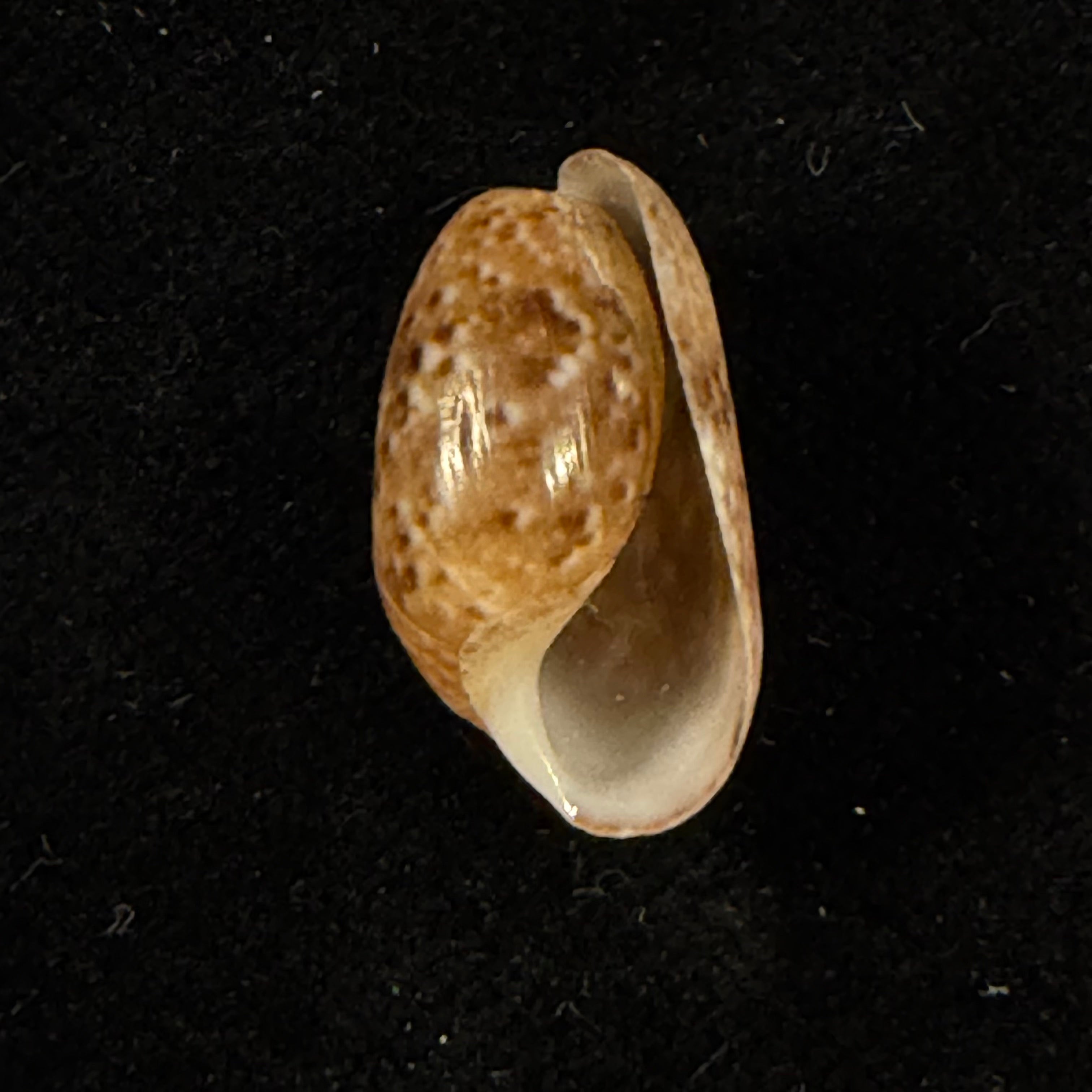 Bulla striata Bruguière, 1792 - 21,5mm