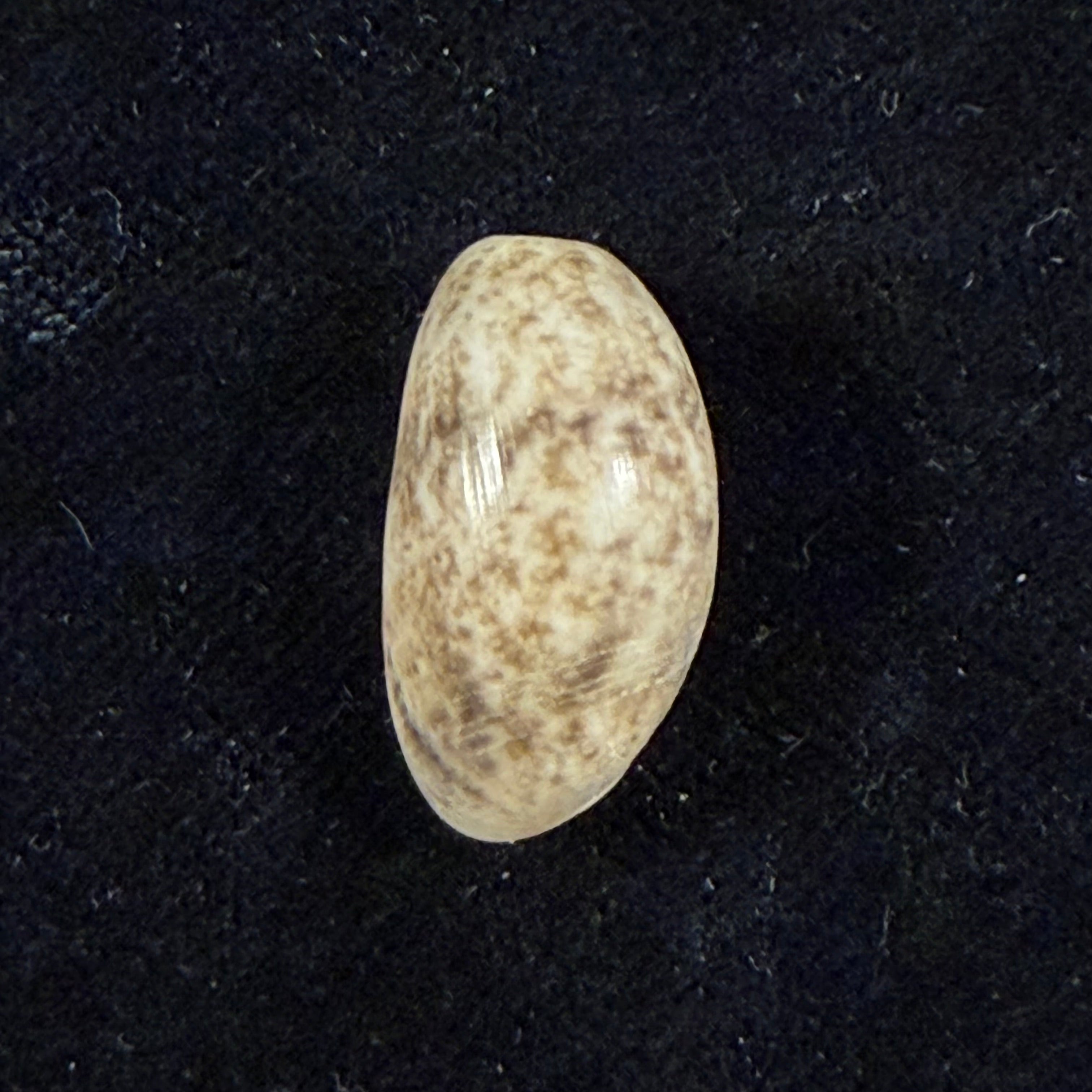 Bulla punctulata A. Adams in Sowerby, 1850 - 18,6mm