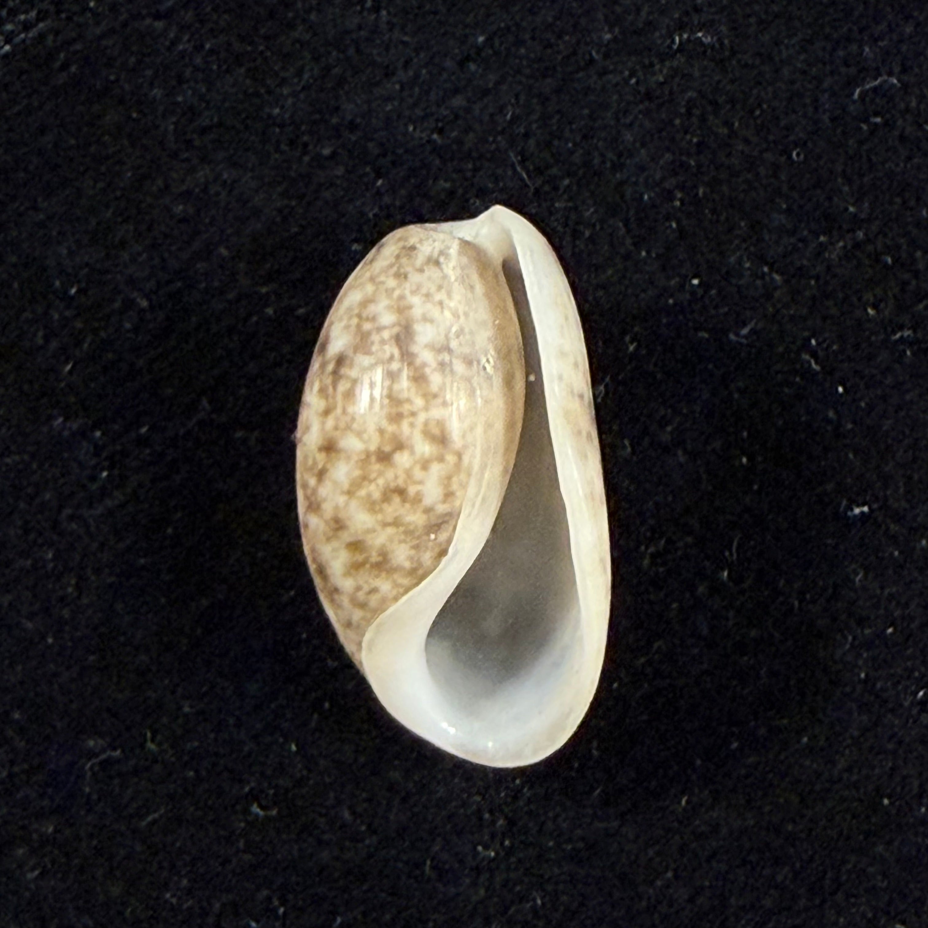 Bulla punctulata A. Adams in Sowerby, 1850 - 18,6mm