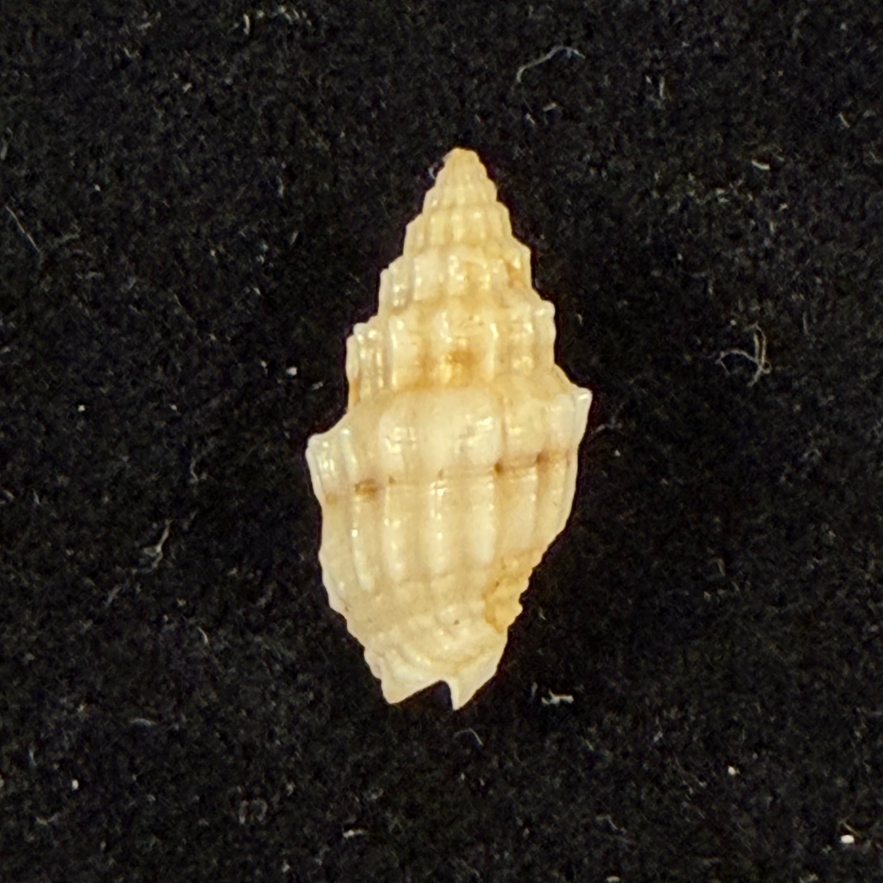 Vexillum cadaverosum (Reeve, 1844) - 14,8mm