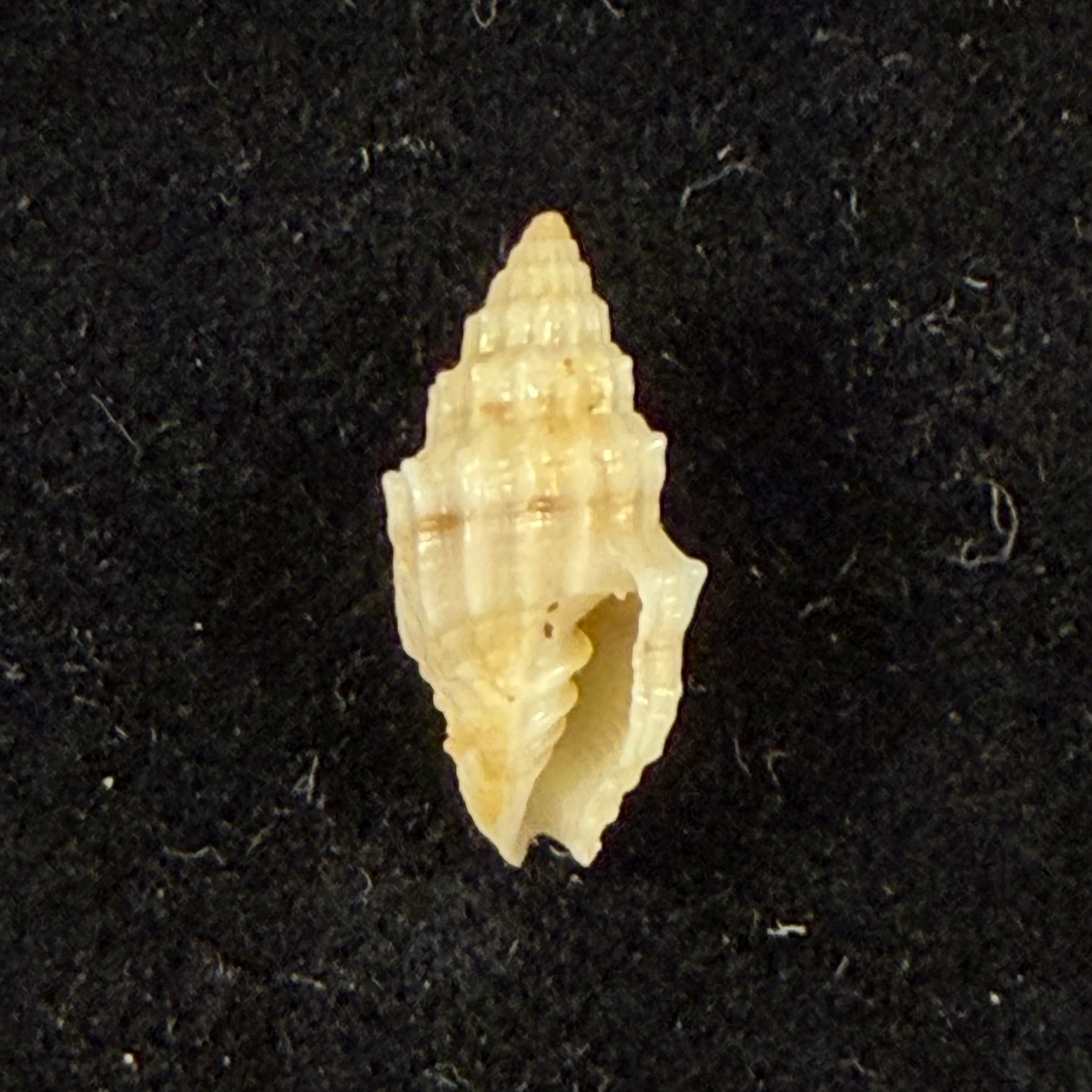 Vexillum cadaverosum (Reeve, 1844) - 14,8mm