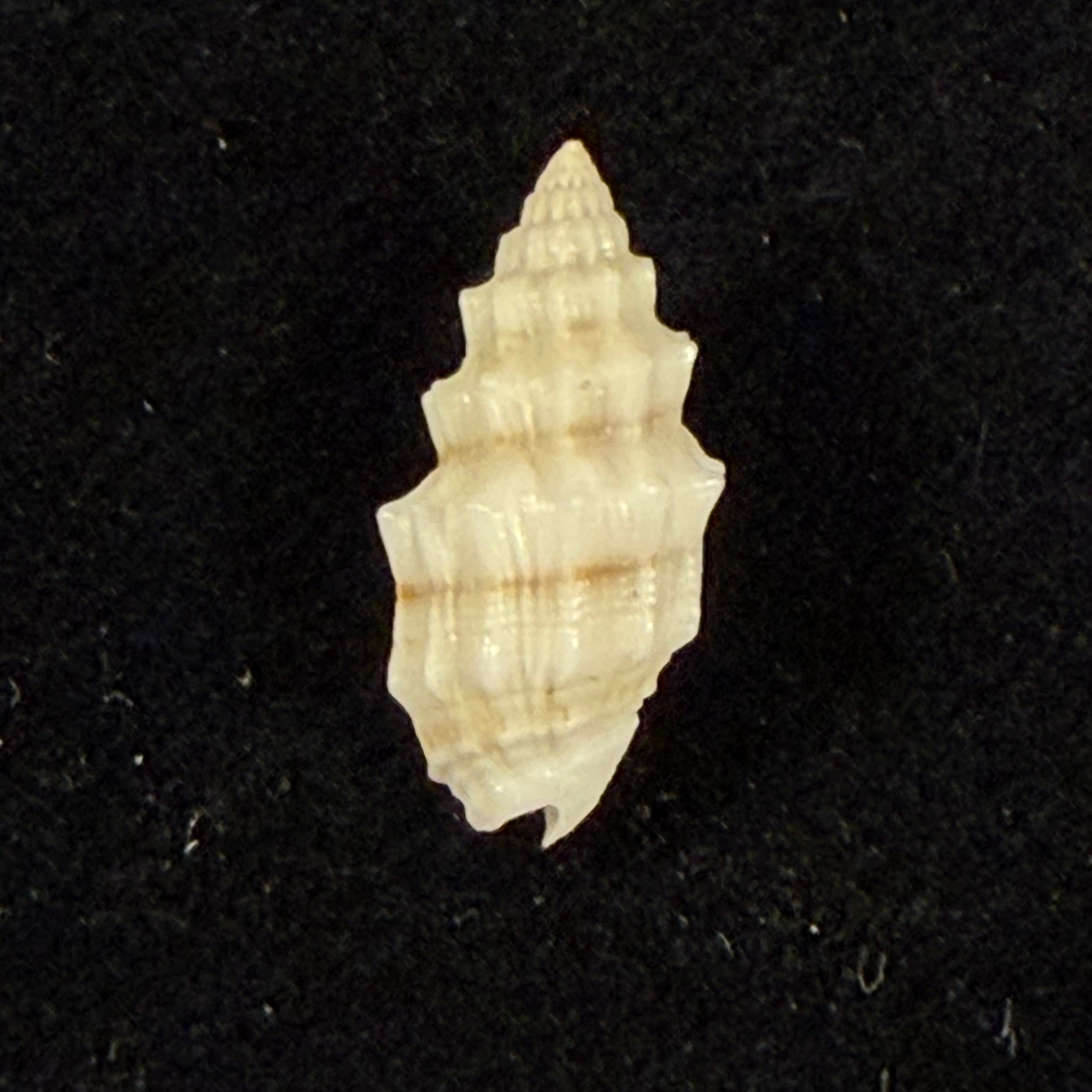 Vexillum cadaverosum (Reeve, 1844) - 15,7mm
