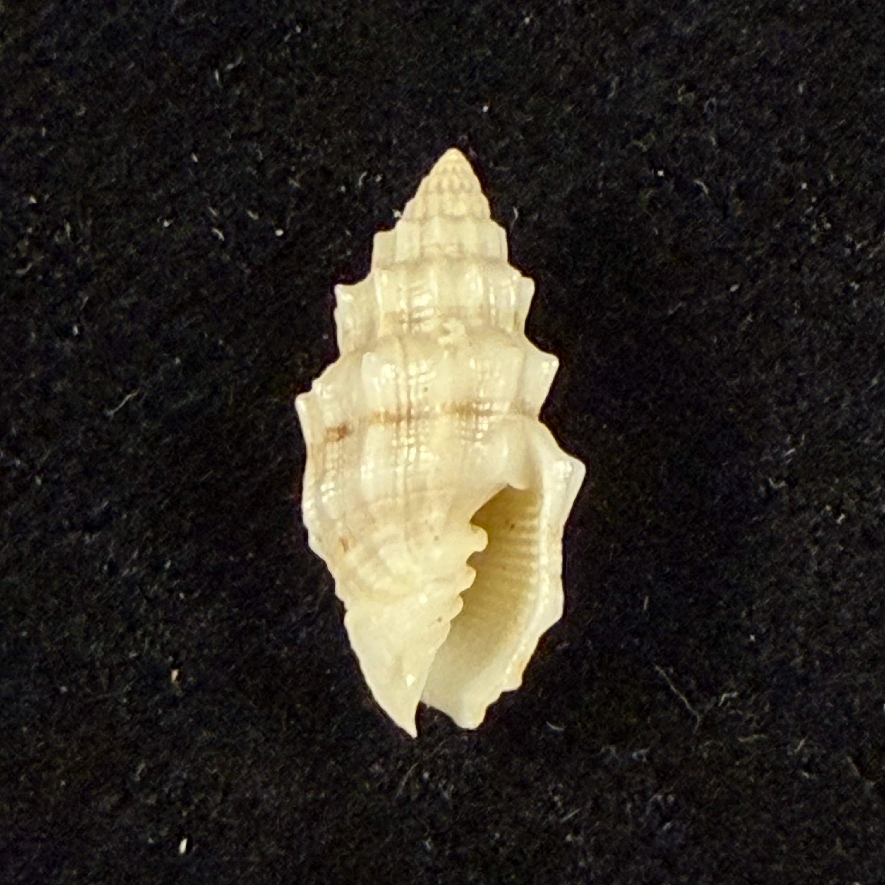 Vexillum cadaverosum (Reeve, 1844) - 15,7mm