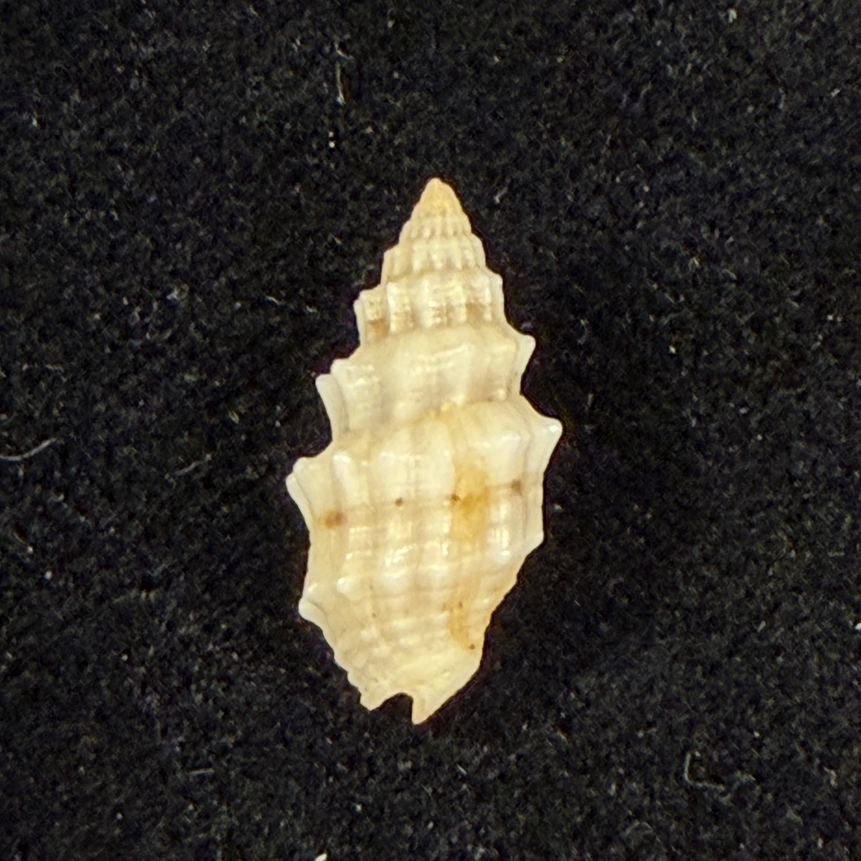 Vexillum cadaverosum (Reeve, 1844) - 15,5mm