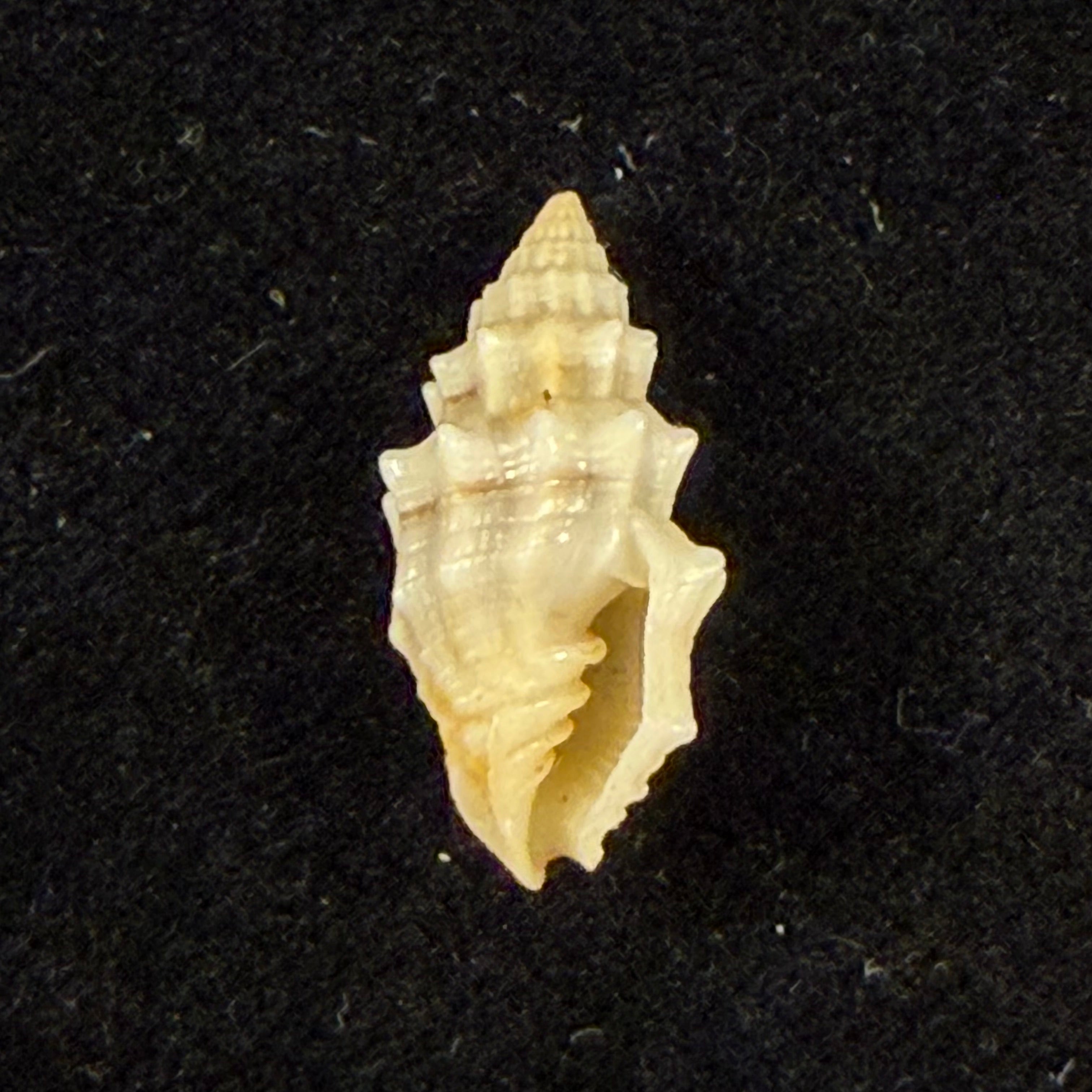 Vexillum cadaverosum (Reeve, 1844) - 15,5mm