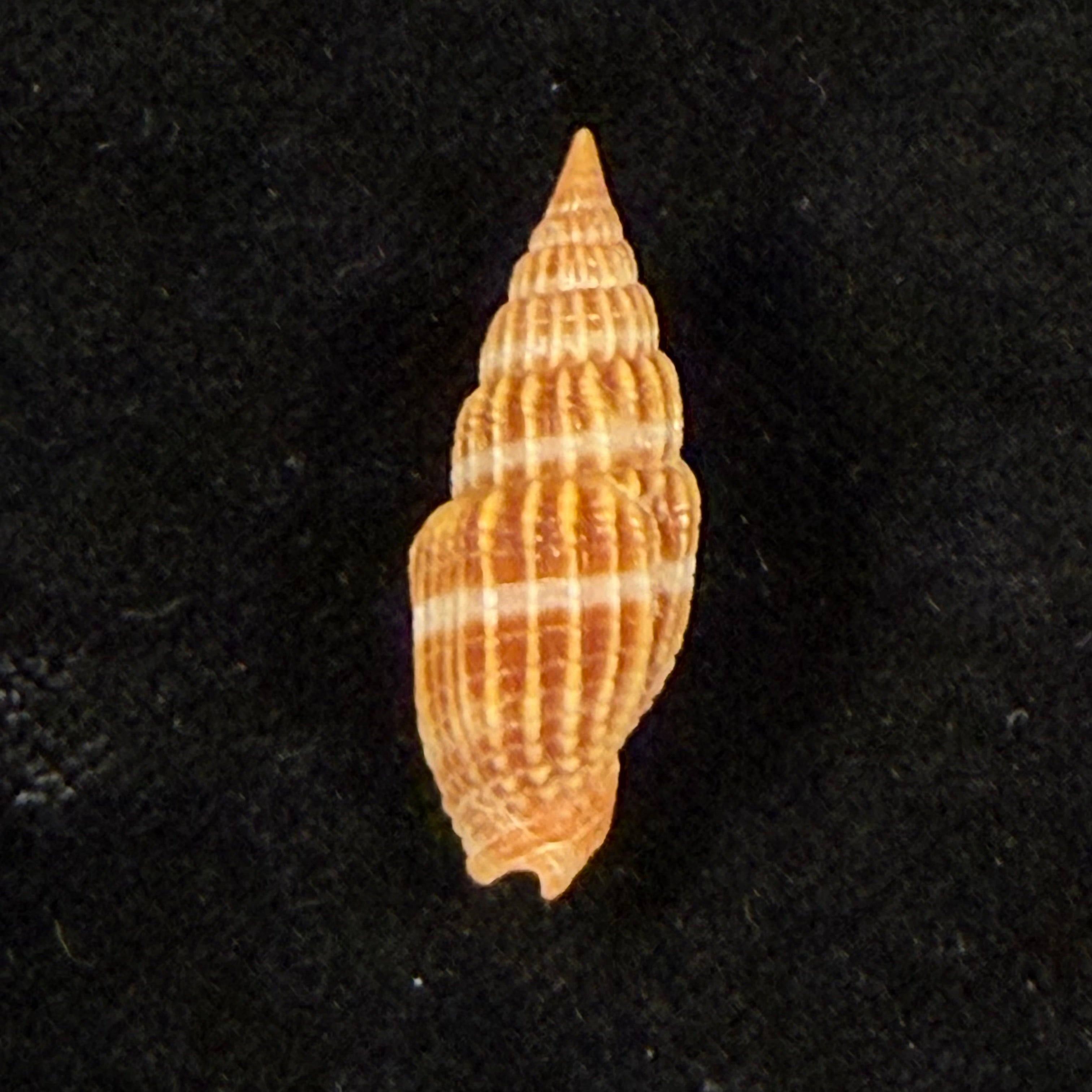 Vexillum virgo (Linnaeus, 1767) - 24,7mm