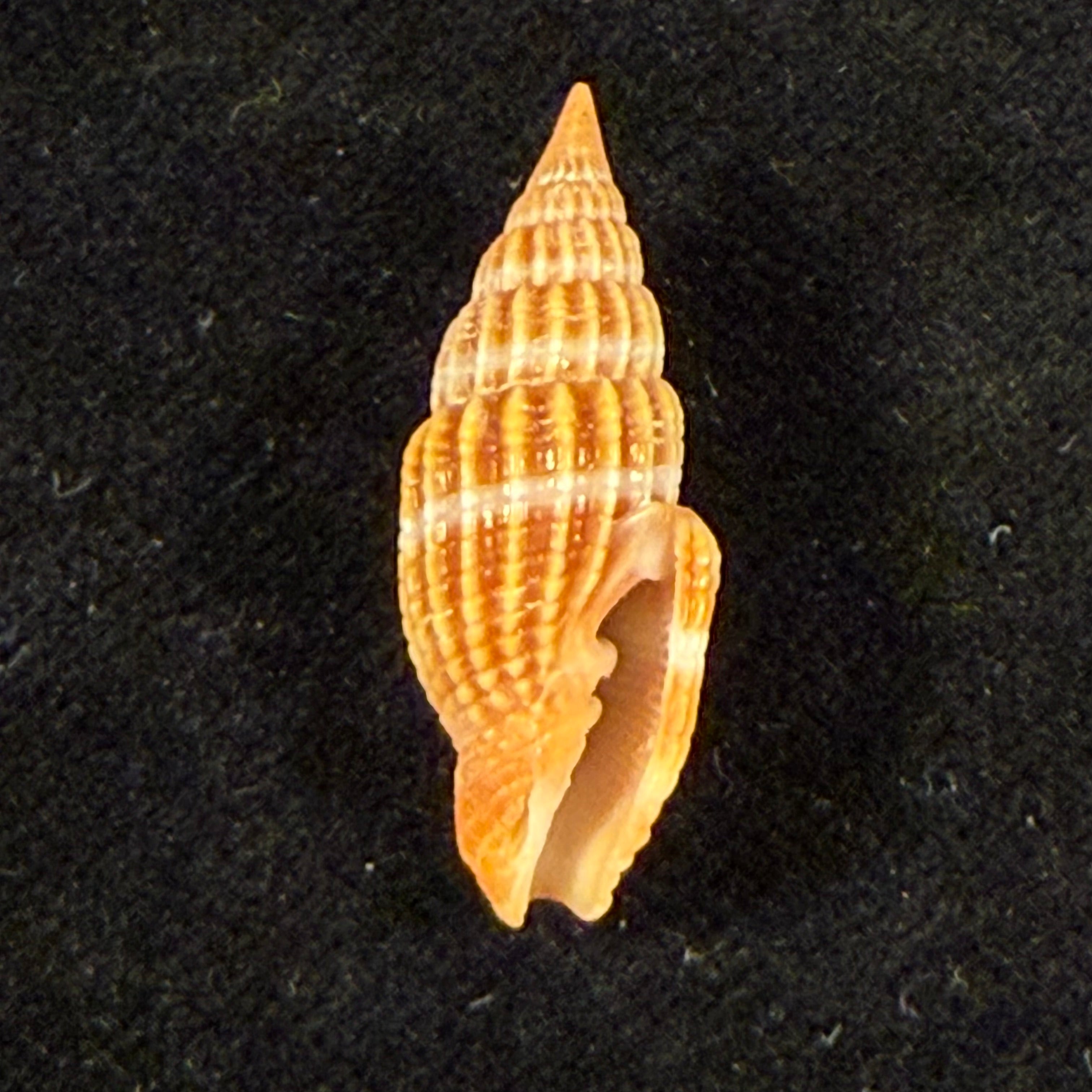 Vexillum virgo (Linnaeus, 1767) - 24,7mm
