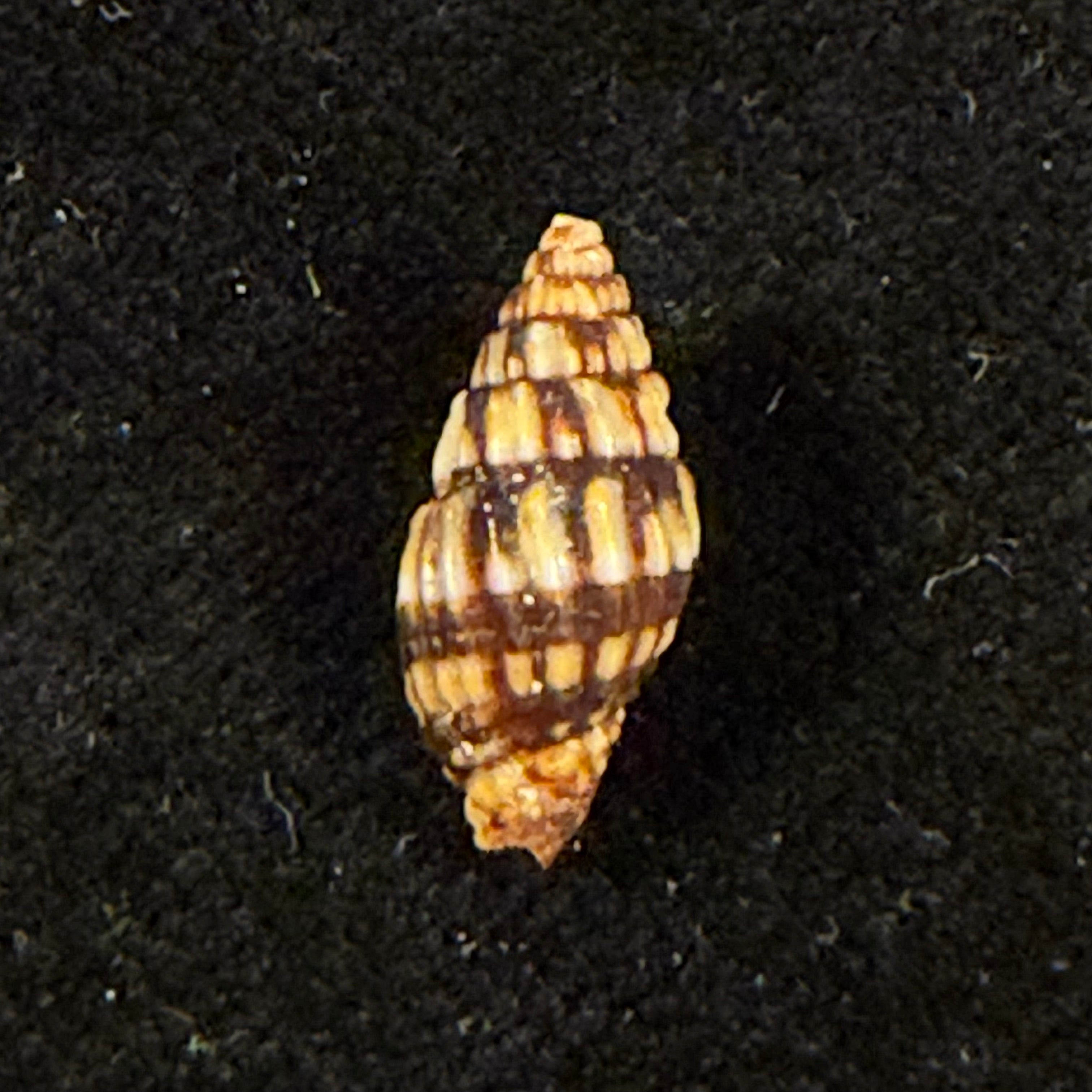 Vexillum dermestinum (Lamarck, 1811) - 13,7mm